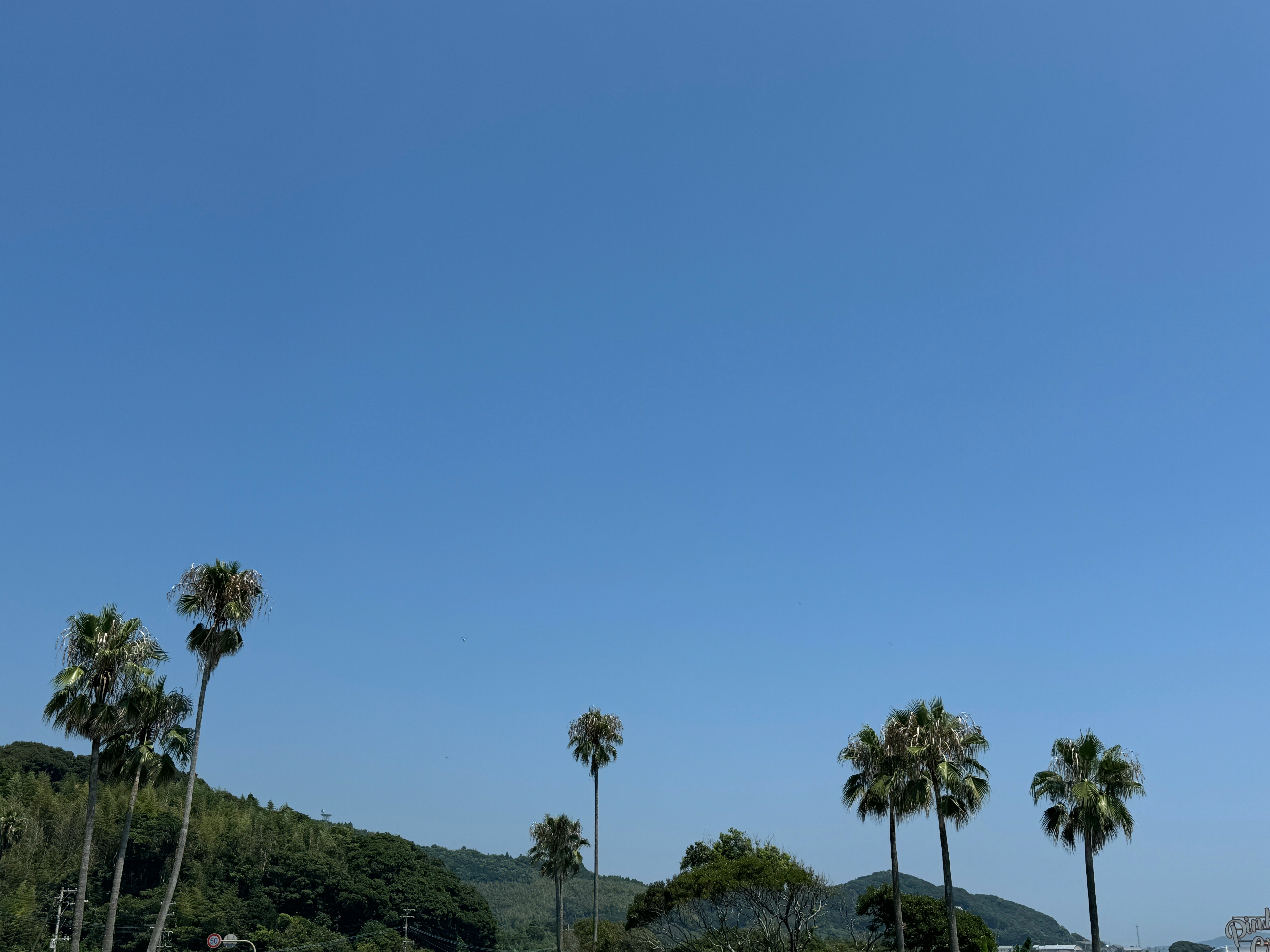 青い空の下、ヤシの木が並ぶ南国の丘陵風景