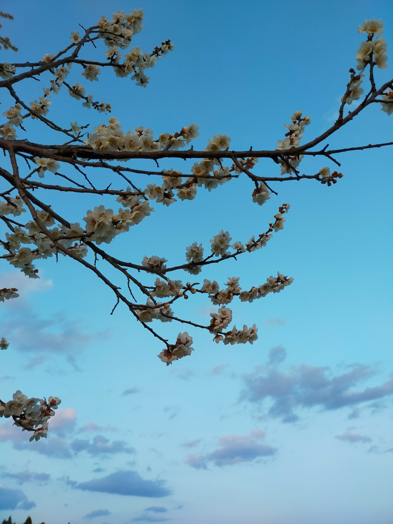 Rami con fiori bianchi contro un cielo blu