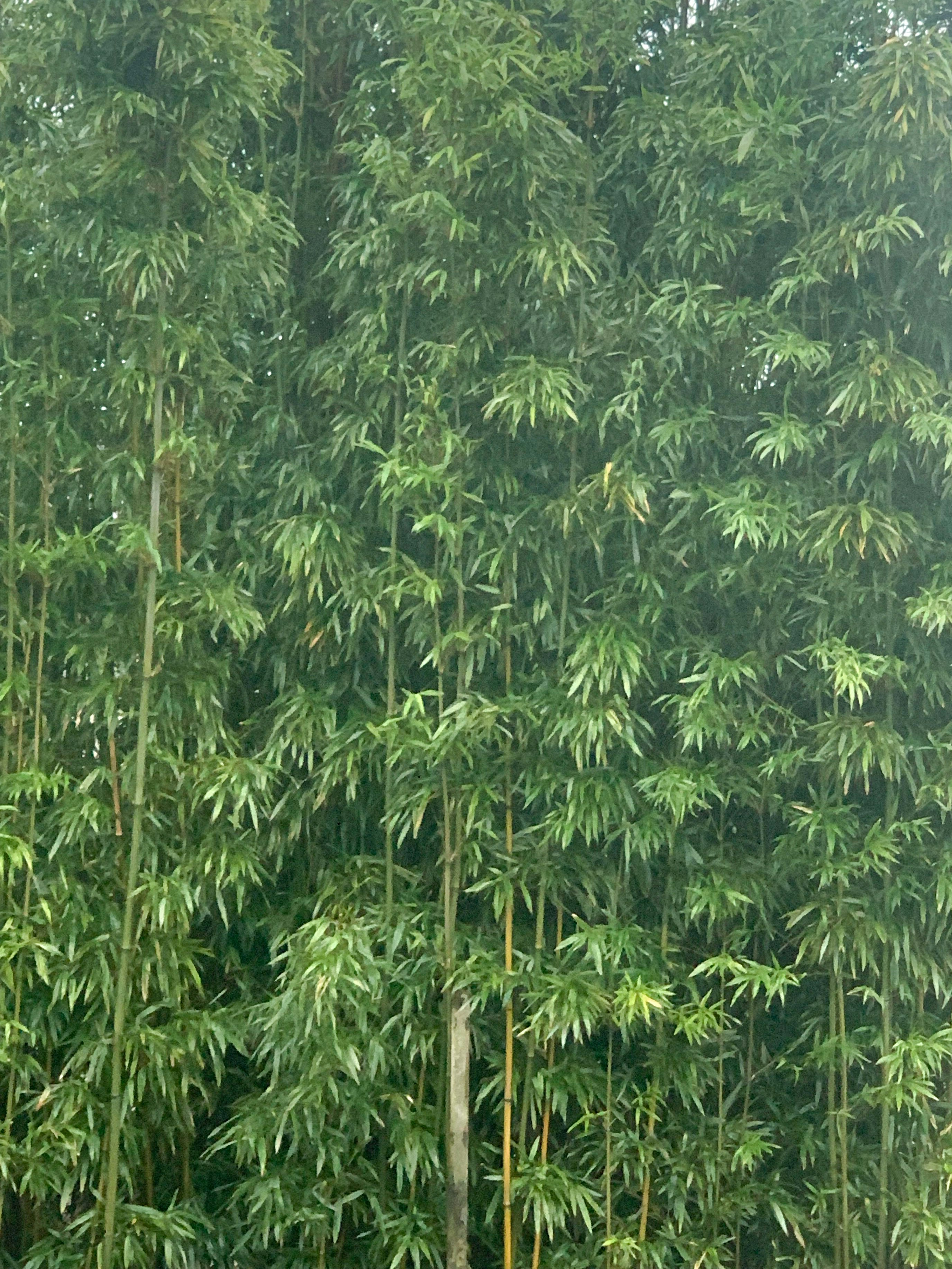 茂密竹林的翠绿叶片