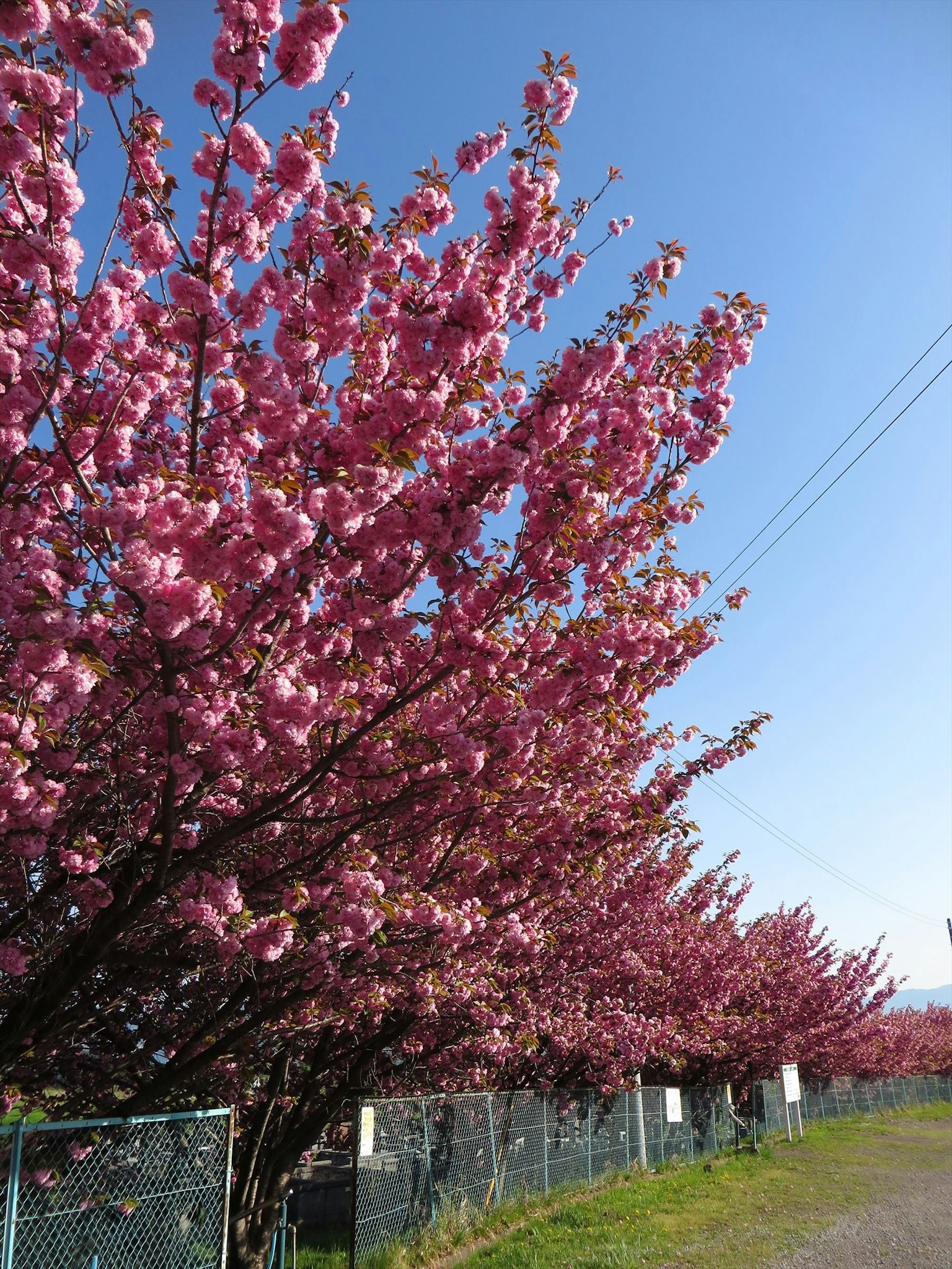 A landscape of cherry blossom trees blooming under a blue sky