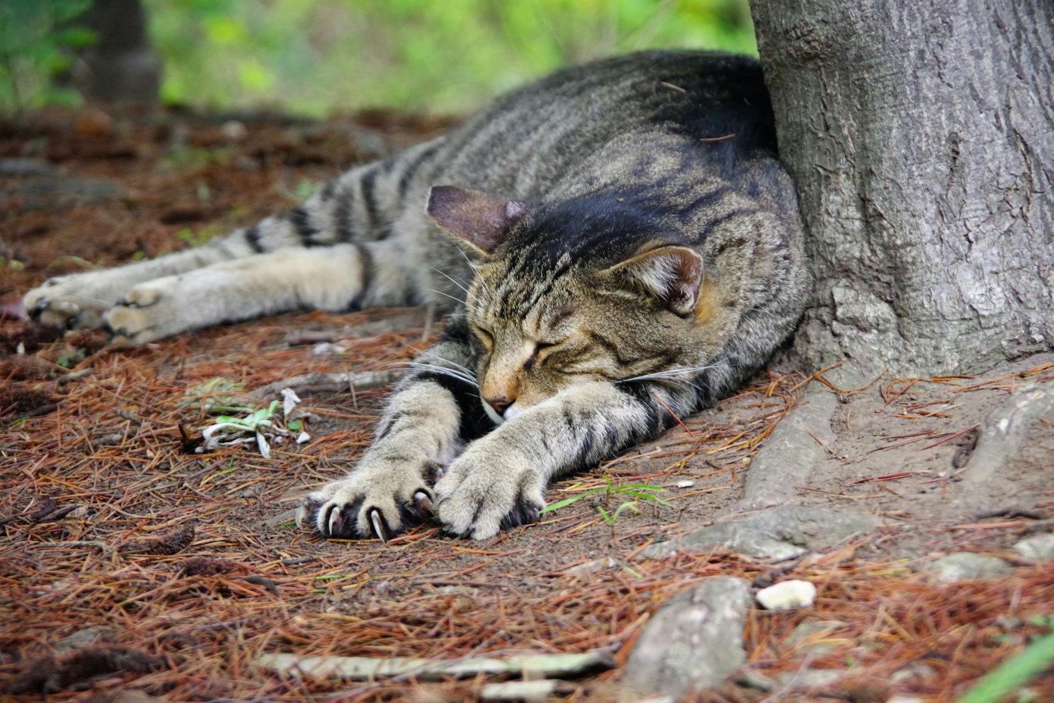 A tabby cat stretching under a tree