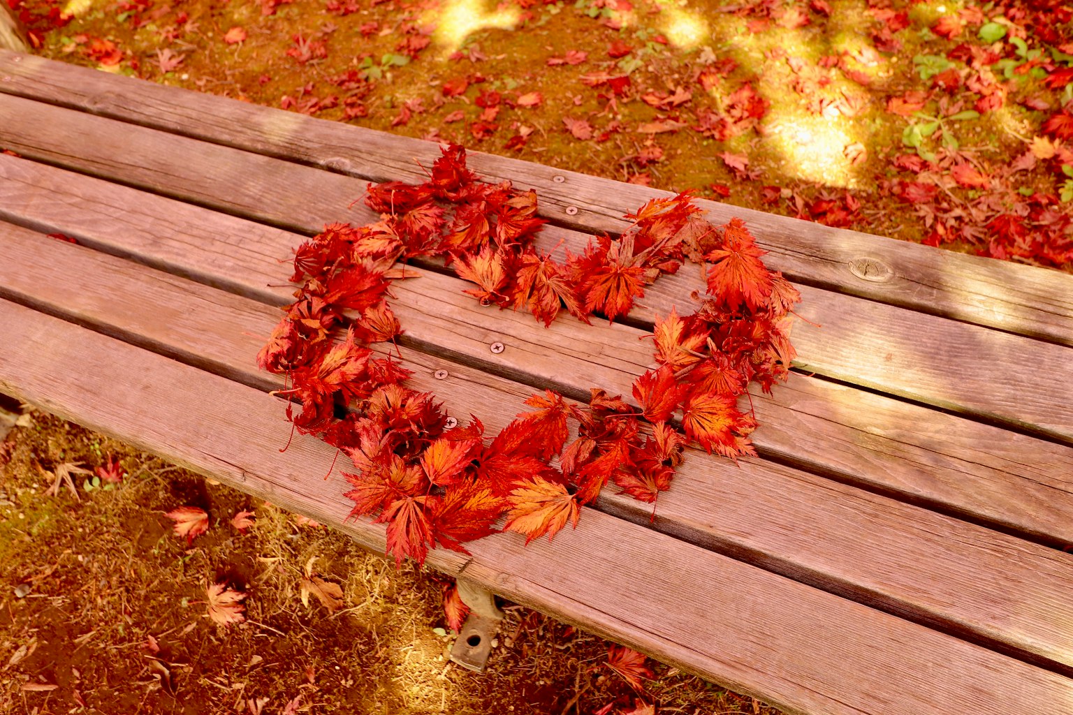 Diseño en forma de corazón hecho de hojas de otoño en un banco
