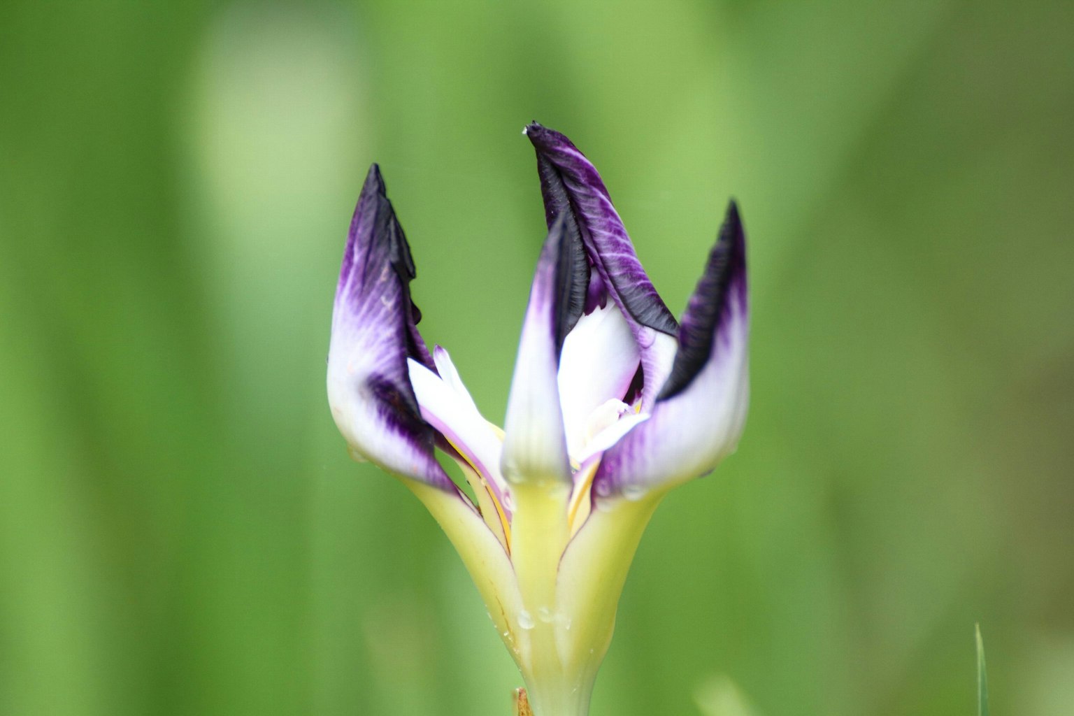 Close-up bunga iris dengan kelopak ungu