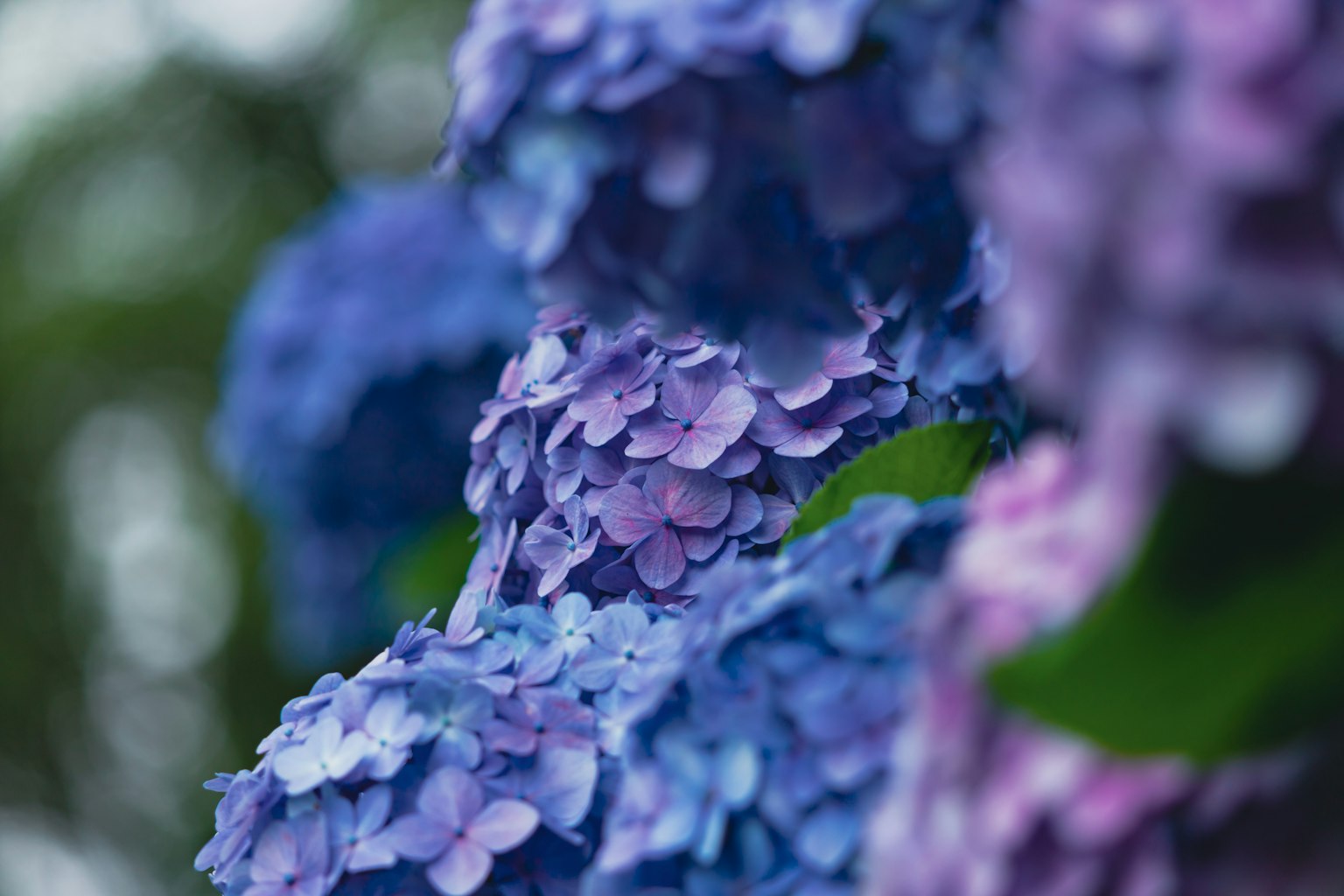 Nahaufnahme von blauen und lila Hortensienblüten