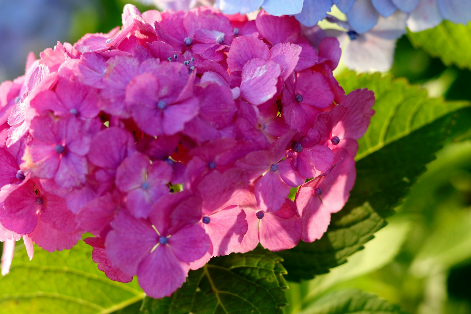 Fiore di ortensia rosa vivace che fiorisce tra le foglie verdi