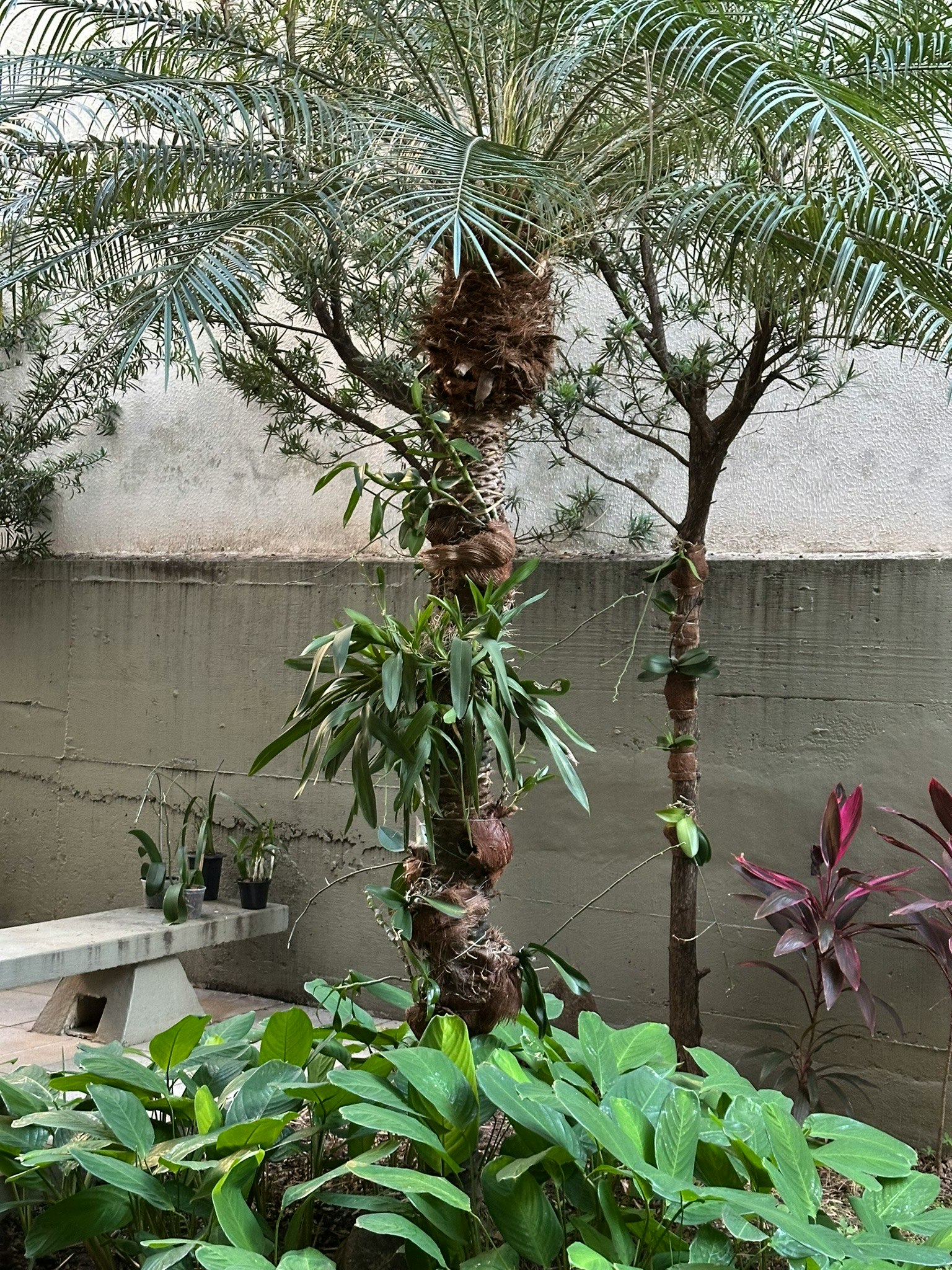 tanaman pot dan pohon kecil di sepanjang dinding