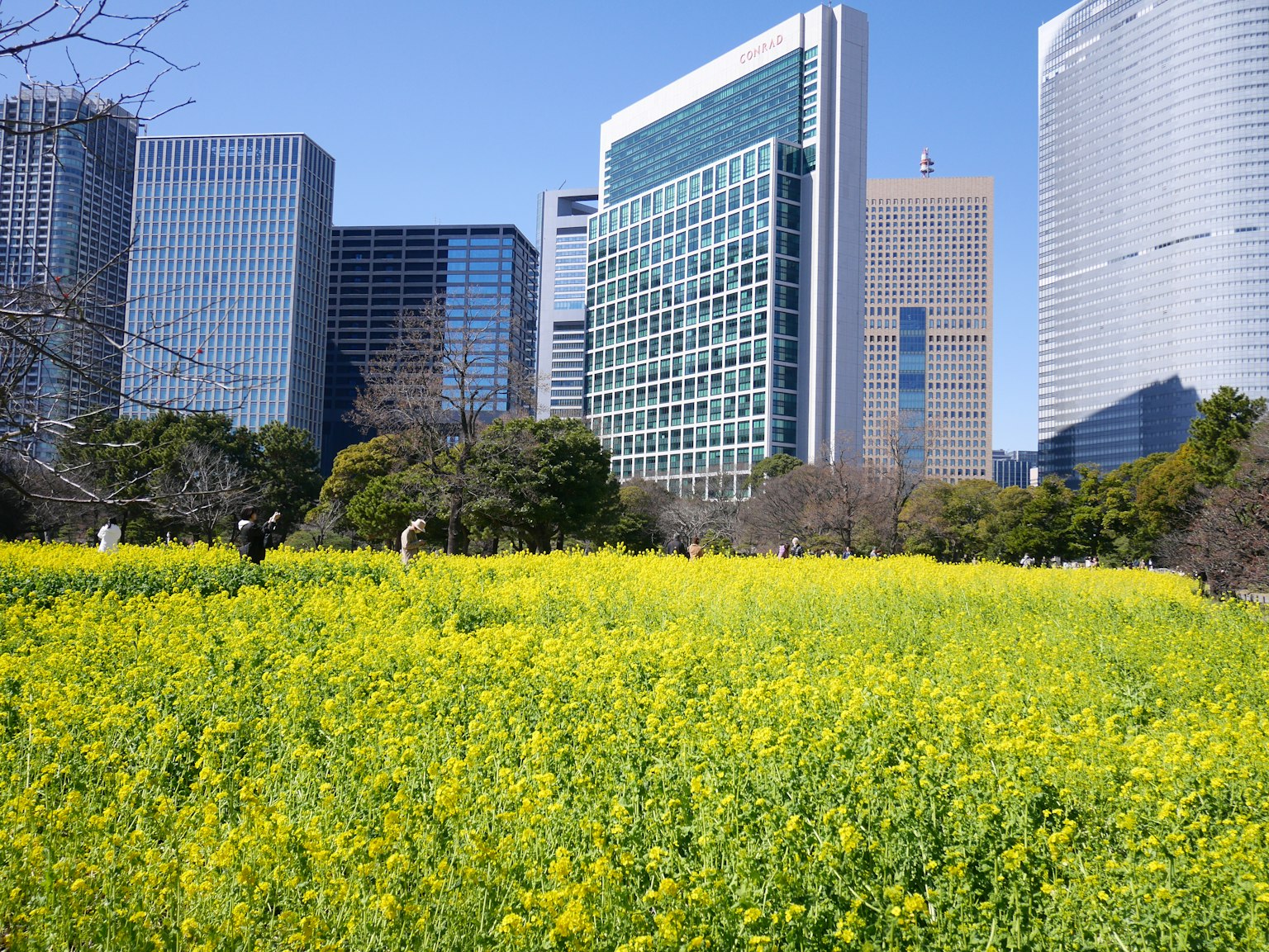 Un campo de flores de colza amarillas rodeado de edificios altos