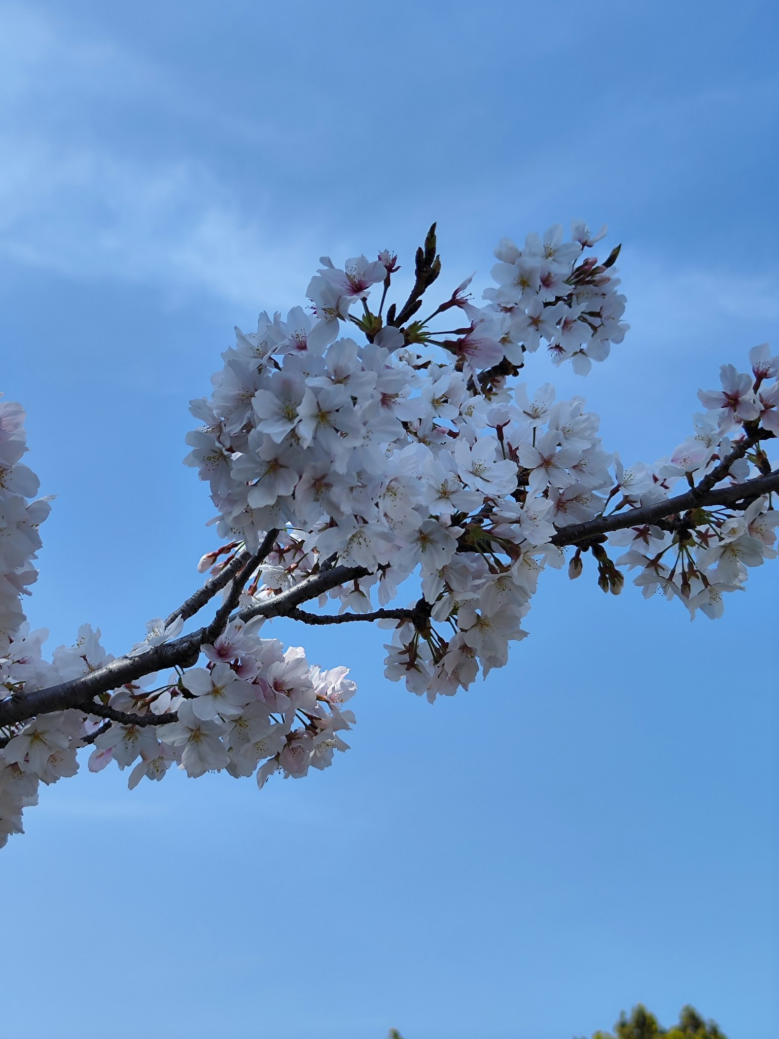 Gros plan sur des fleurs de cerisier sous un ciel bleu