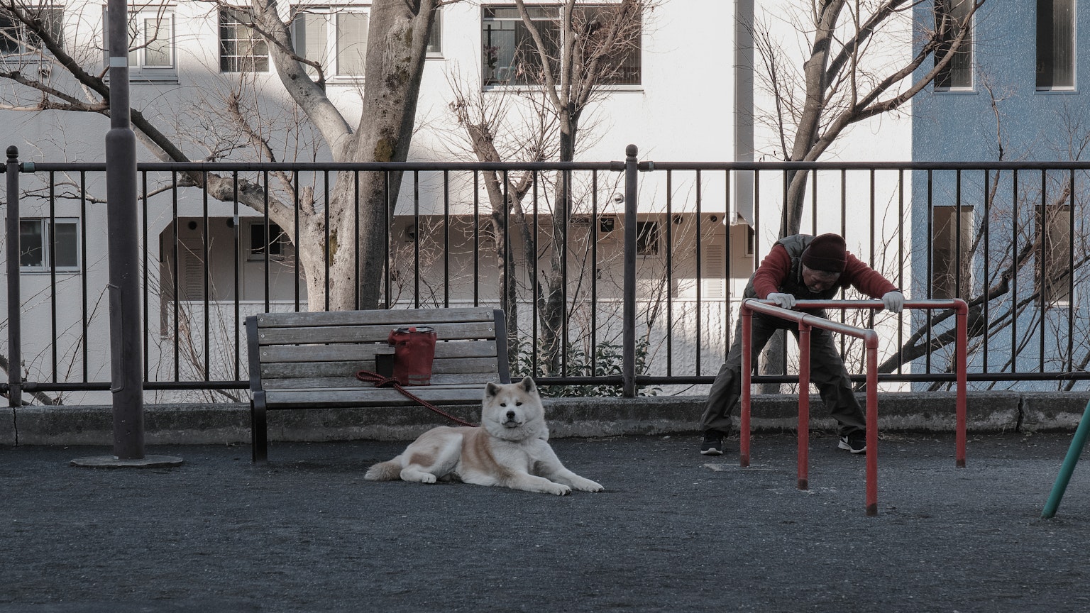 一隻狗在公園裡放鬆，而一個人在附近工作
