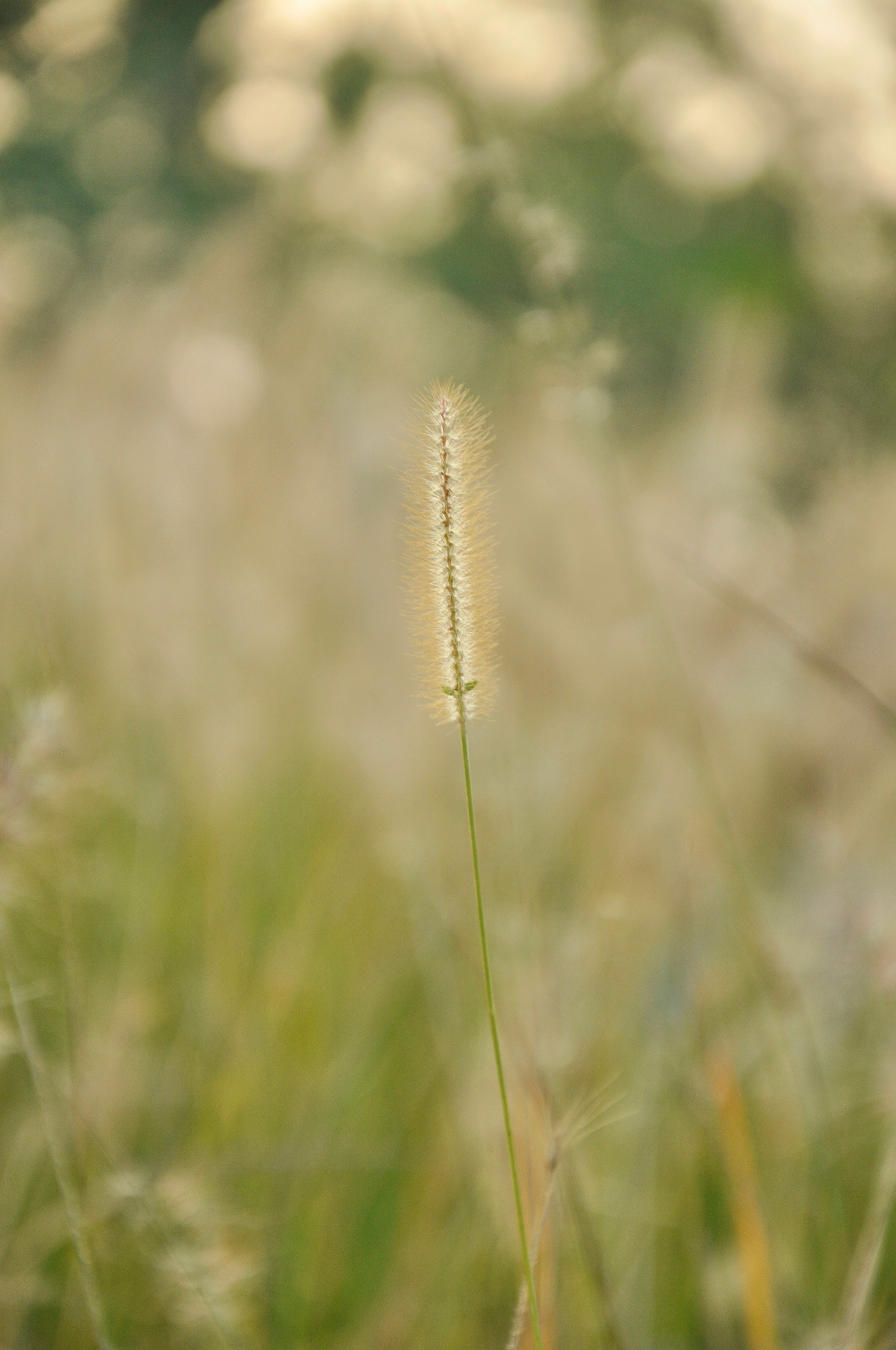 épi de plante qui ondule dans une prairie