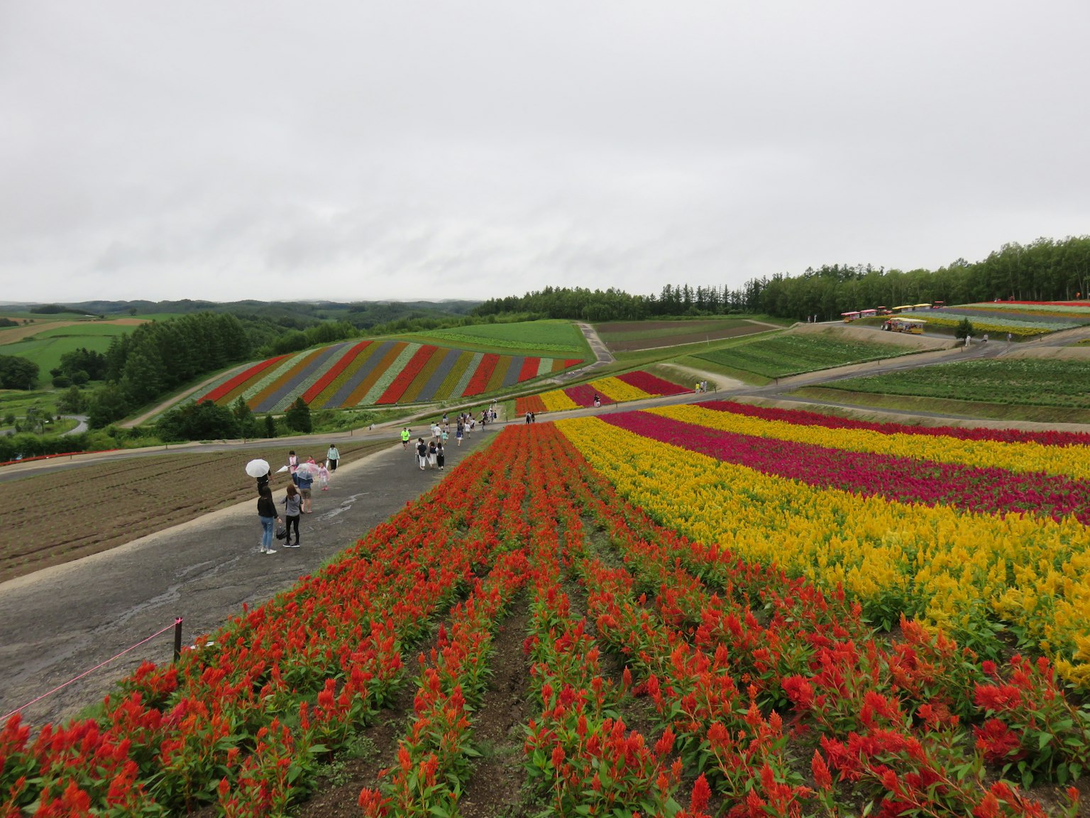 Colorful flower fields with people walking along the paths