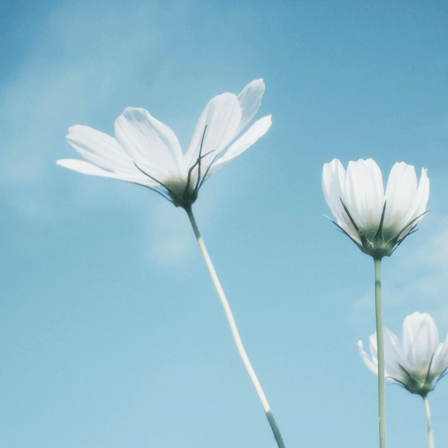 Nahaufnahme von weißen Blumen, die unter einem blauen Himmel blühen