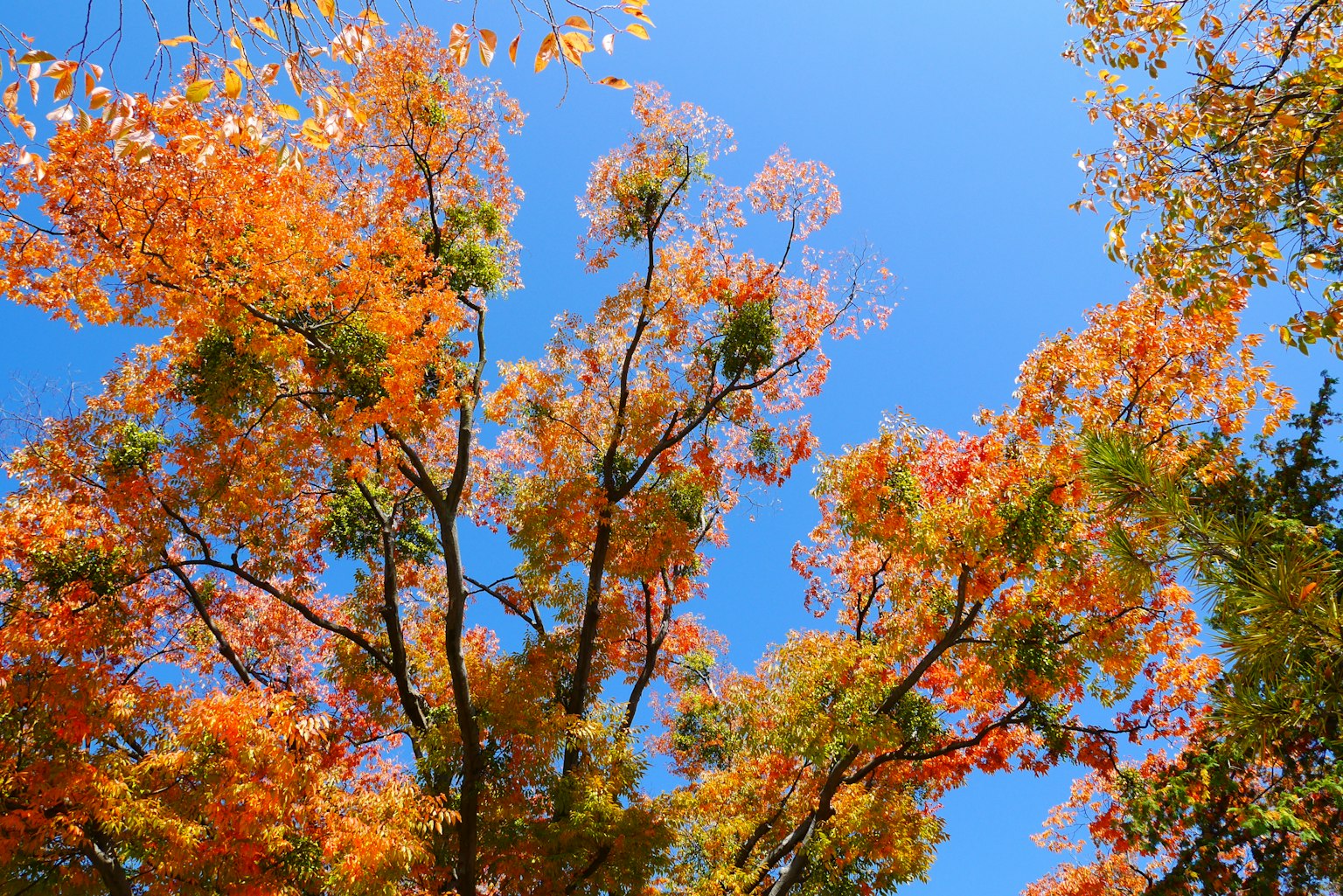 Arbres avec des feuilles vibrantes orange et jaune sous un ciel bleu clair