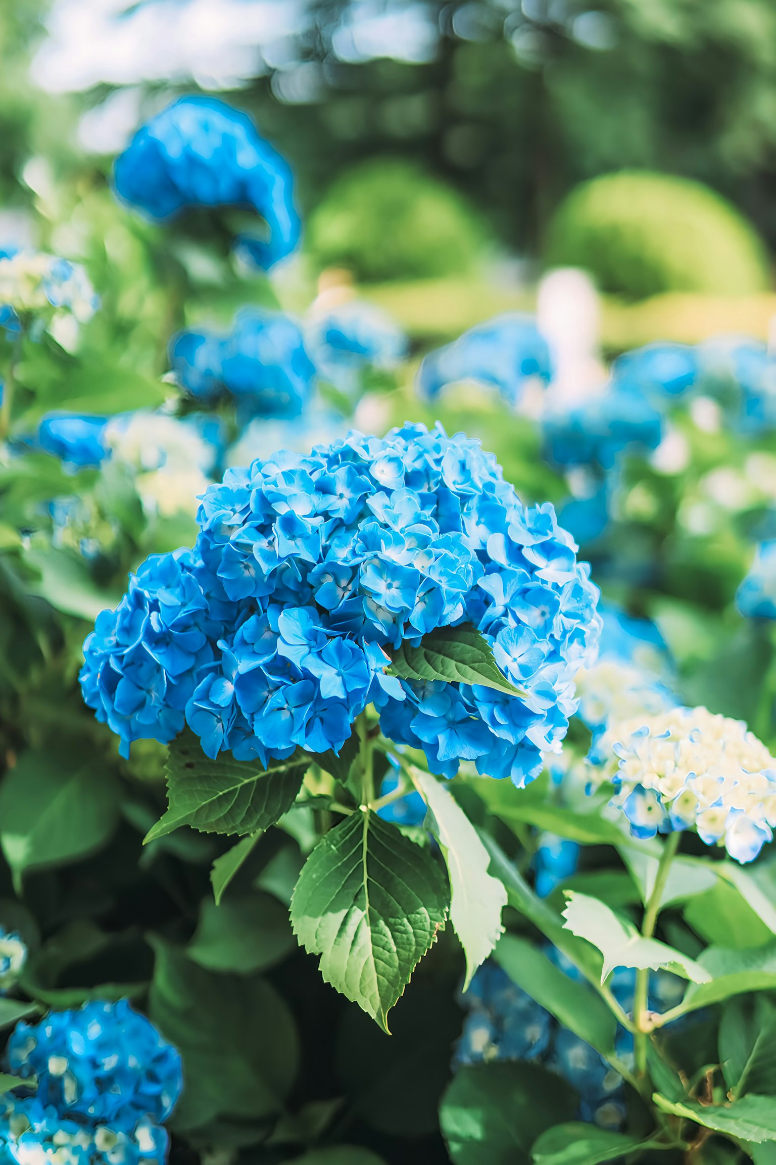Flores de hortensia azules vibrantes floreciendo entre hojas verdes