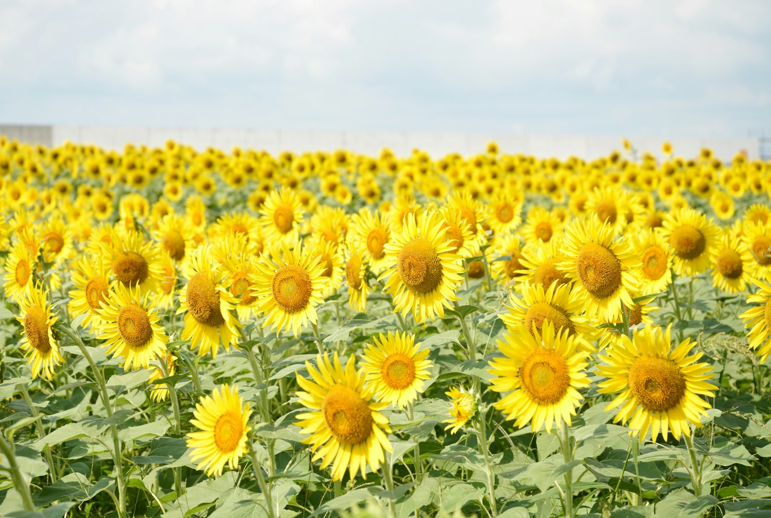 Weitläufiges Sonnenblumenfeld mit leuchtend gelben Blumen und blauem Himmel