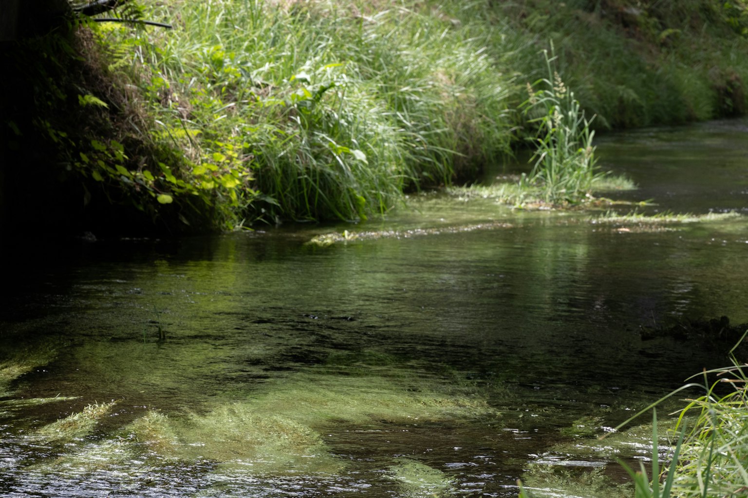 Serene view of a stream with lush green grasses and aquatic plants