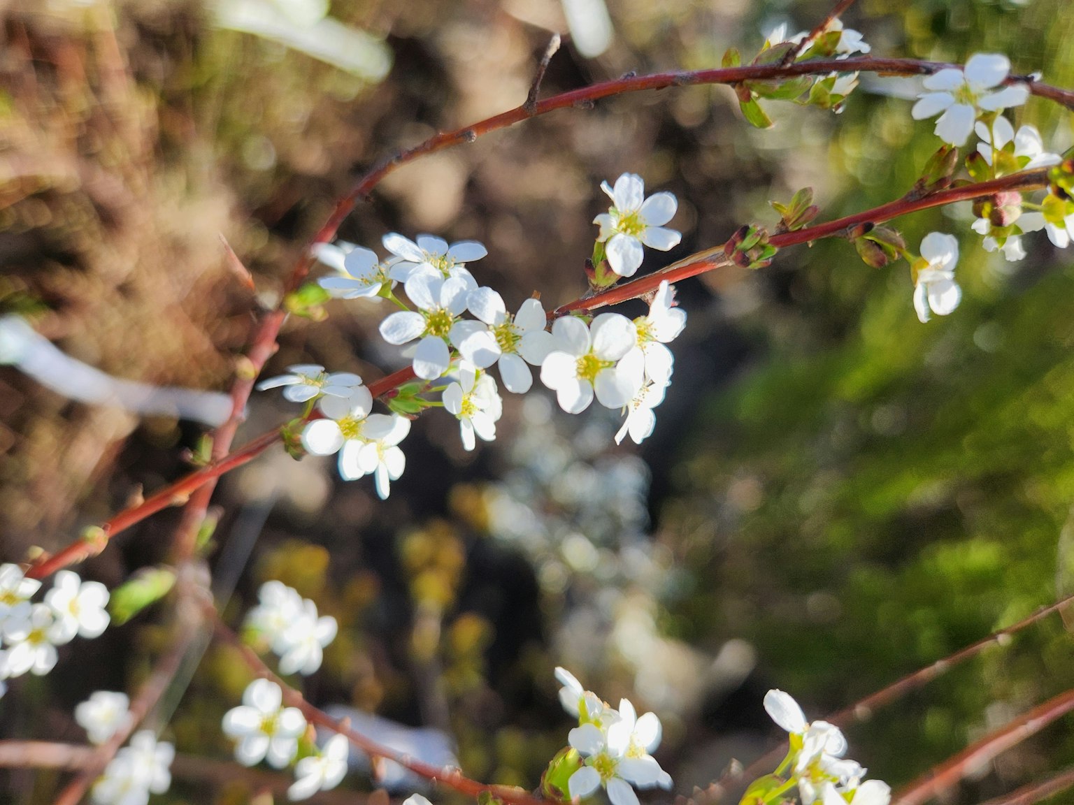 Nahaufnahme von schlanken Ästen mit kleinen weißen Blüten