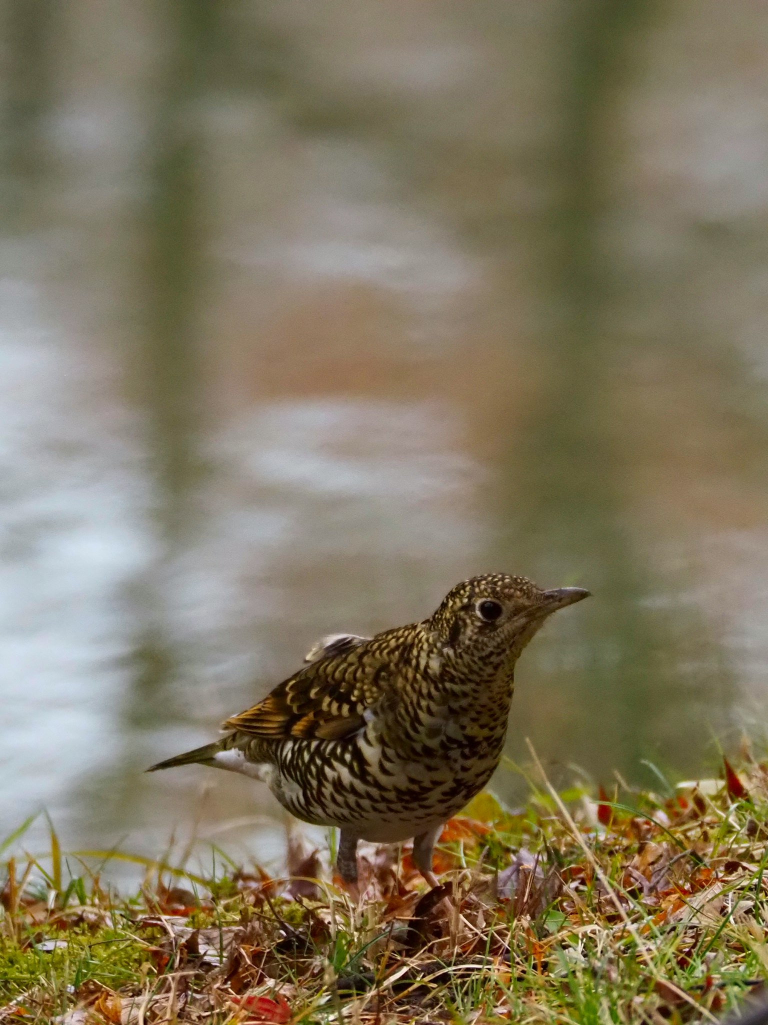 Un pequeño pájaro de pie junto al agua con plumas manchadas de marrón y negro
