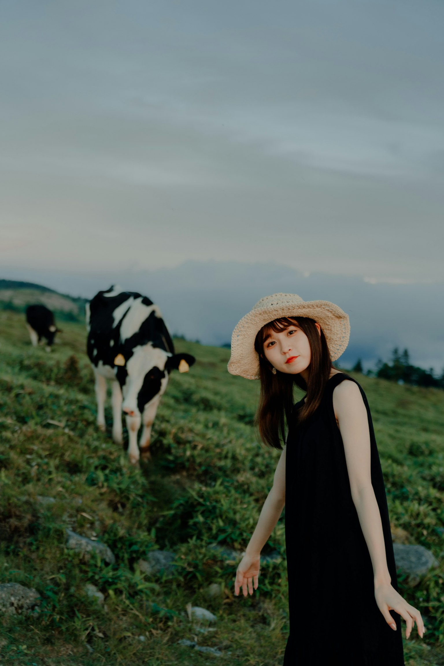 Một người phụ nữ trong chiếc đầm đen đội mũ rơm đứng giữa cánh đồng cùng với bò