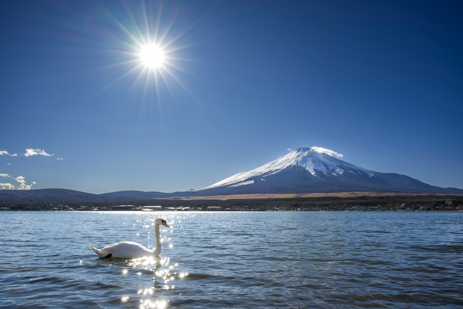 Eine ruhige Seeszene mit einem Schwan und dem Fuji im Hintergrund