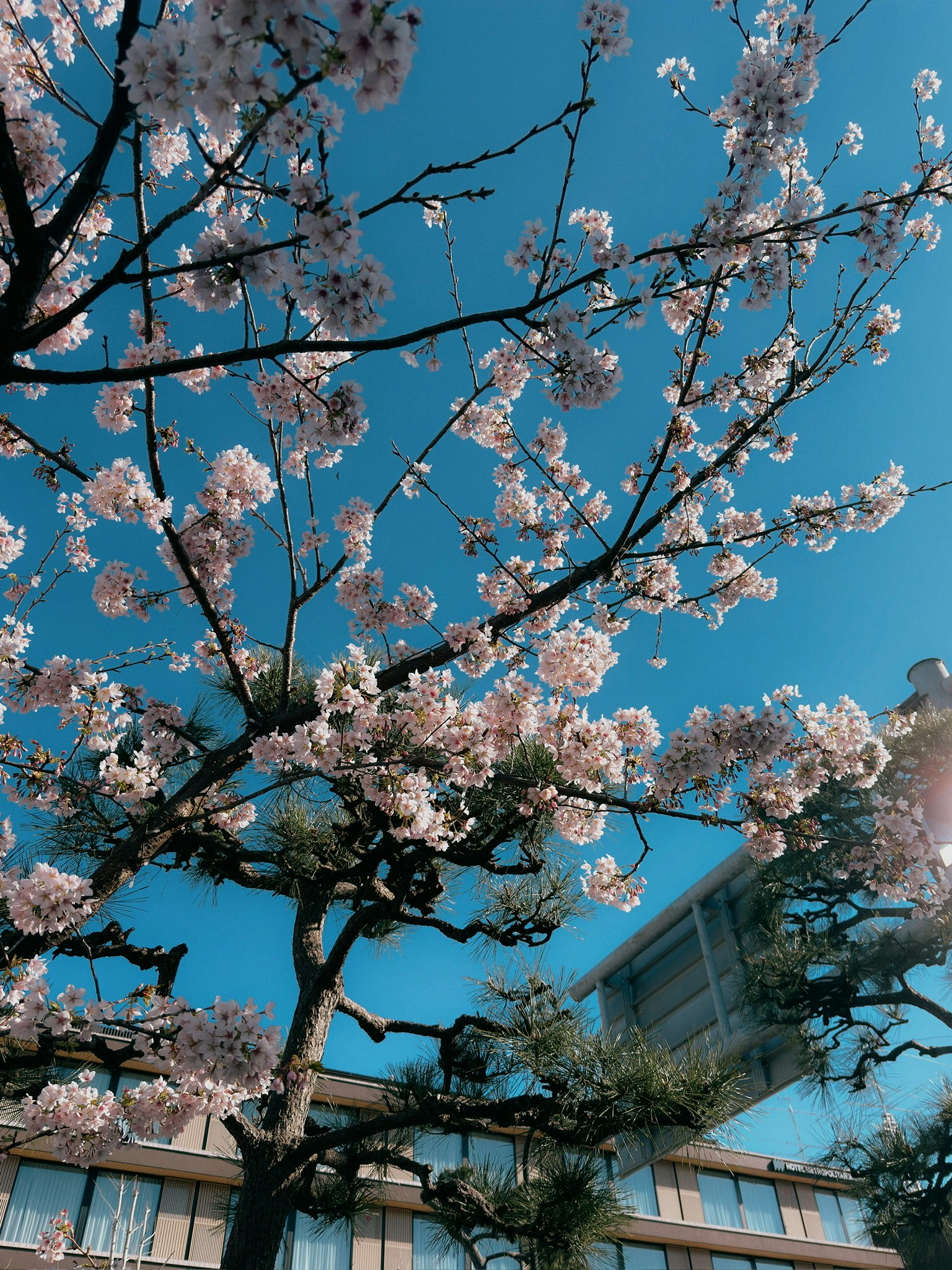 Cherry blossoms blooming under a blue sky with part of a building