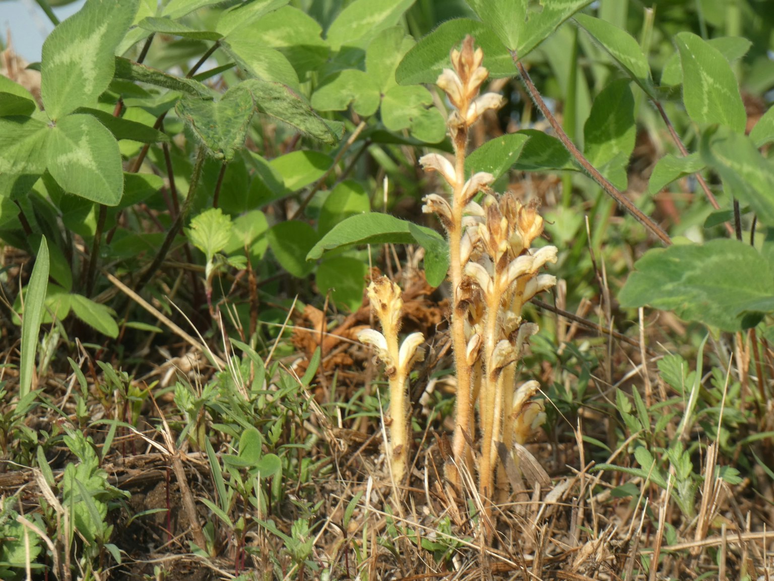 草の間から顔を出す黄金色の植物