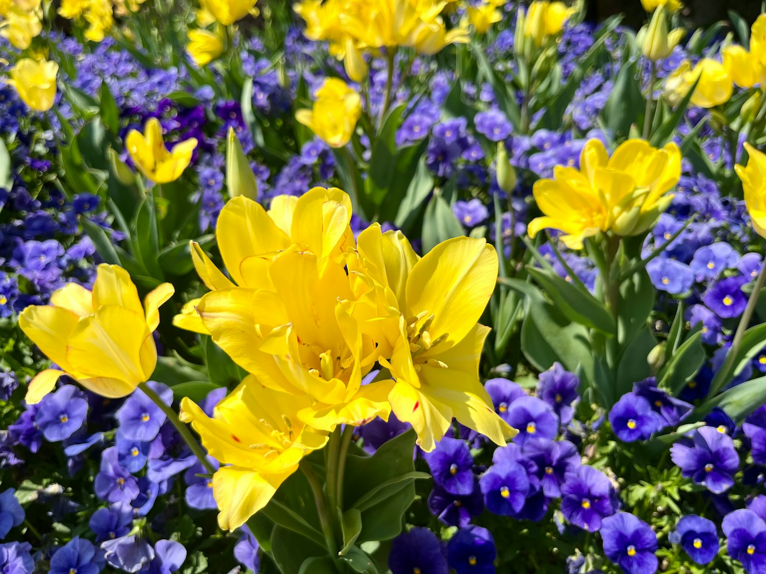 Tulipani gialli vivaci e fiori blu in un giardino