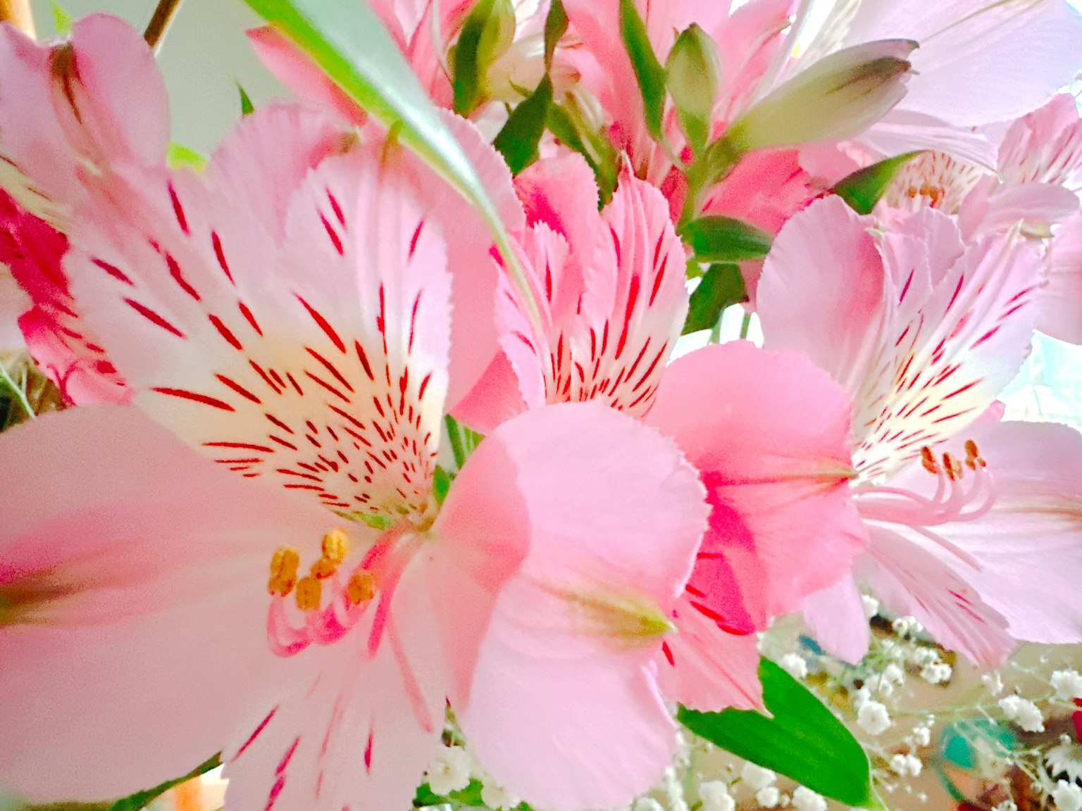 鮮豔的粉色百合花特寫