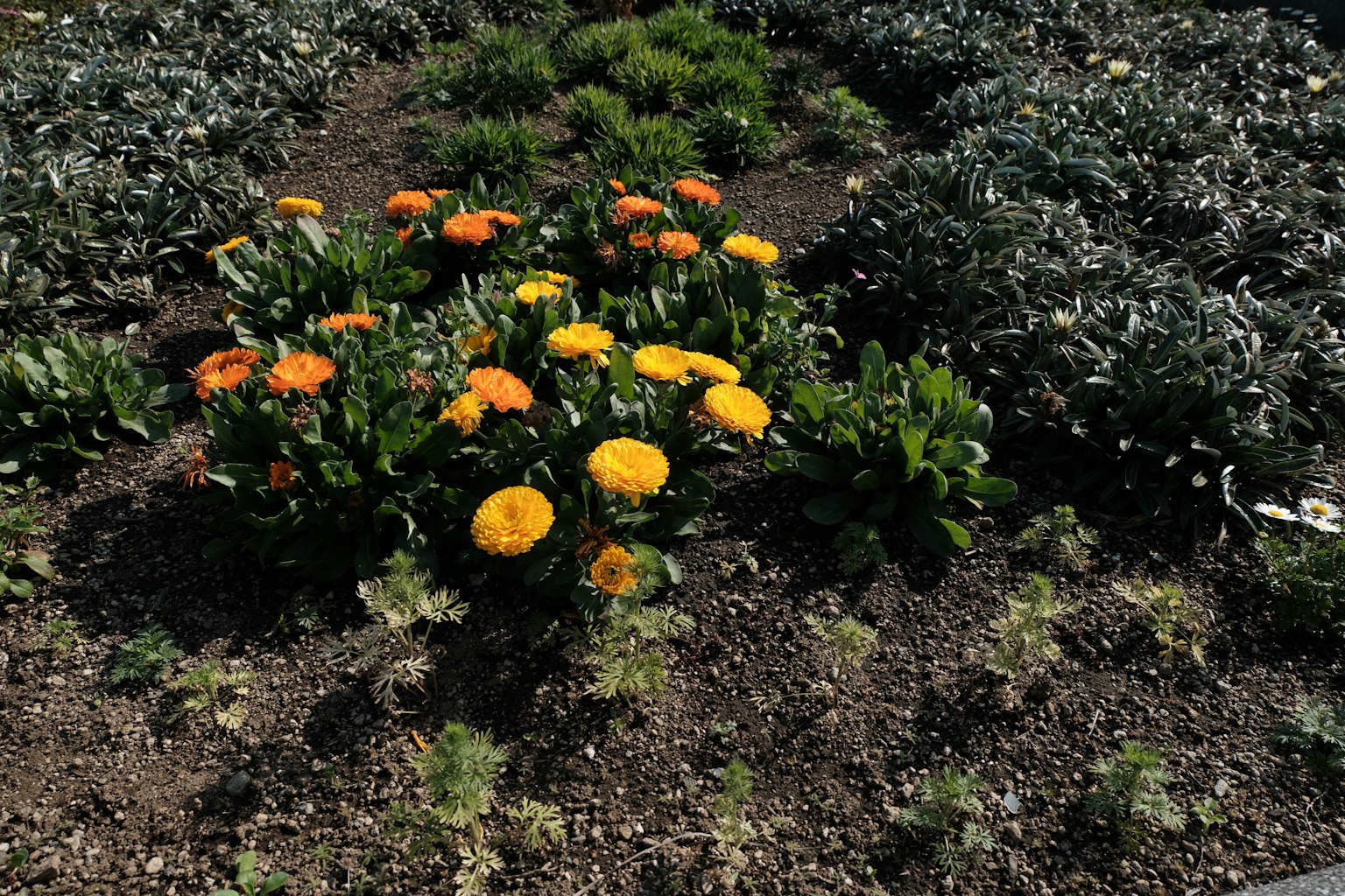 A garden section featuring vibrant orange and yellow flowers
