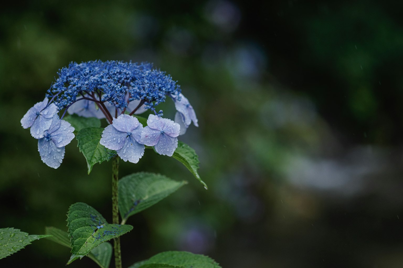 Primo piano di un fiore di ortensia con fiori blu