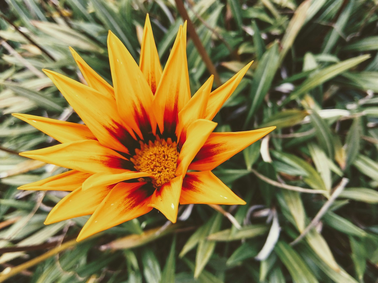 Fleur orange et rouge vibrante entourée de feuilles vertes