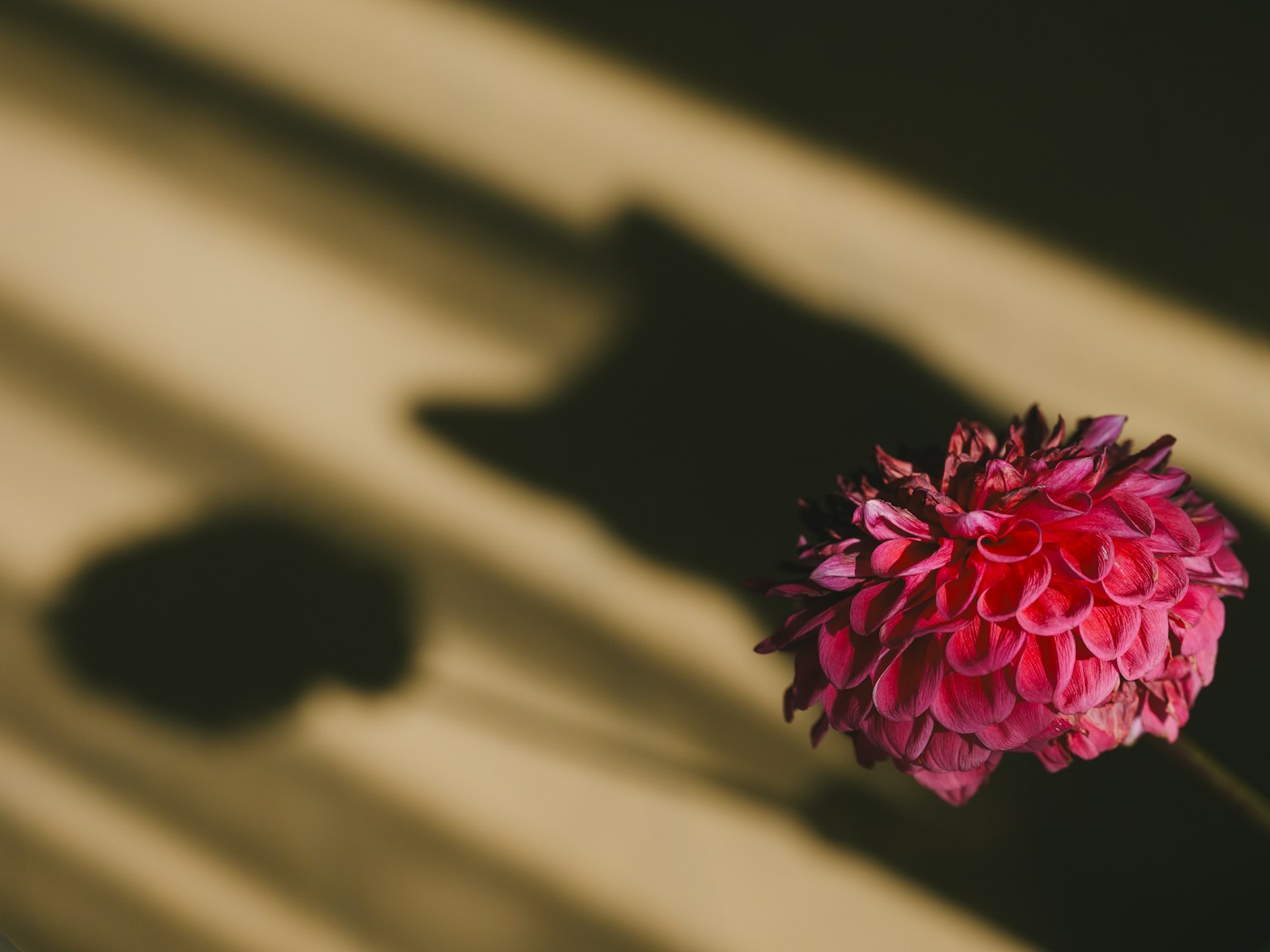 Une fleur rose projetant une ombre sur un fond clair
