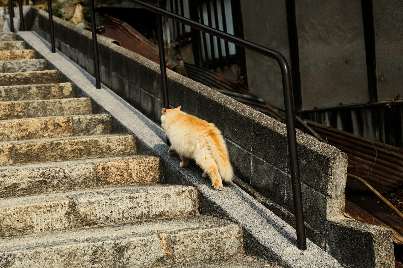 Eine flauschige orange Katze, die eine Steintreppe hinuntergeht