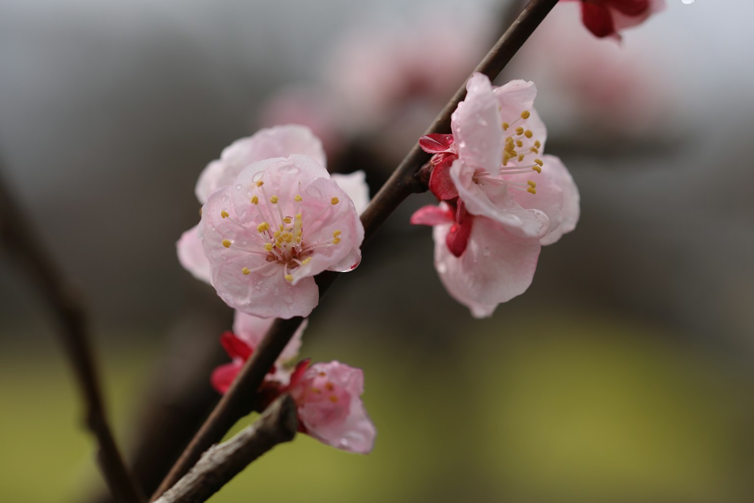 Nahaufnahme von Zweigen mit hellrosa Blüten
