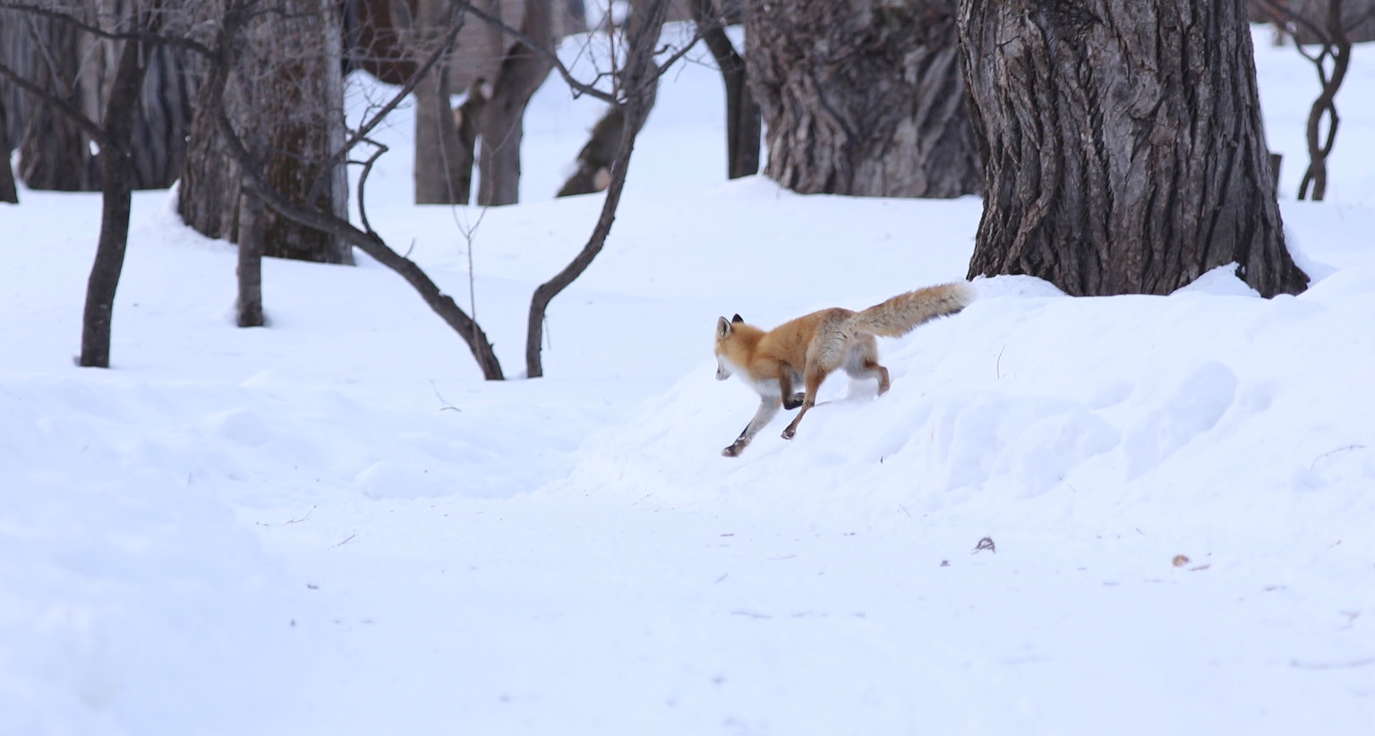 Un zorro saltando en la nieve con árboles al fondo