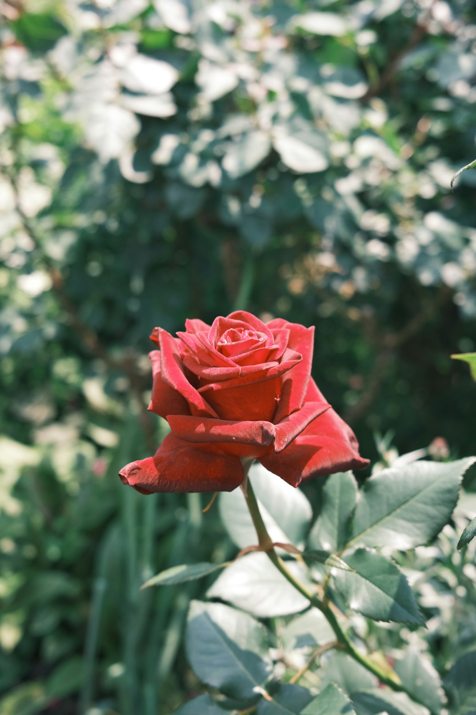 Una rosa rossa che fiorisce tra le foglie verdi