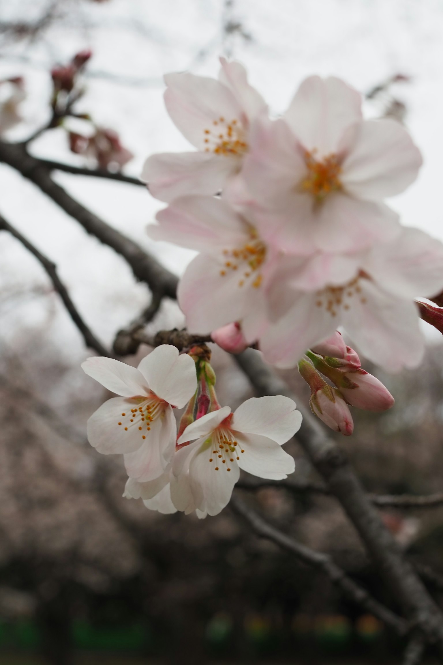 Close-up bunga sakura di cabang