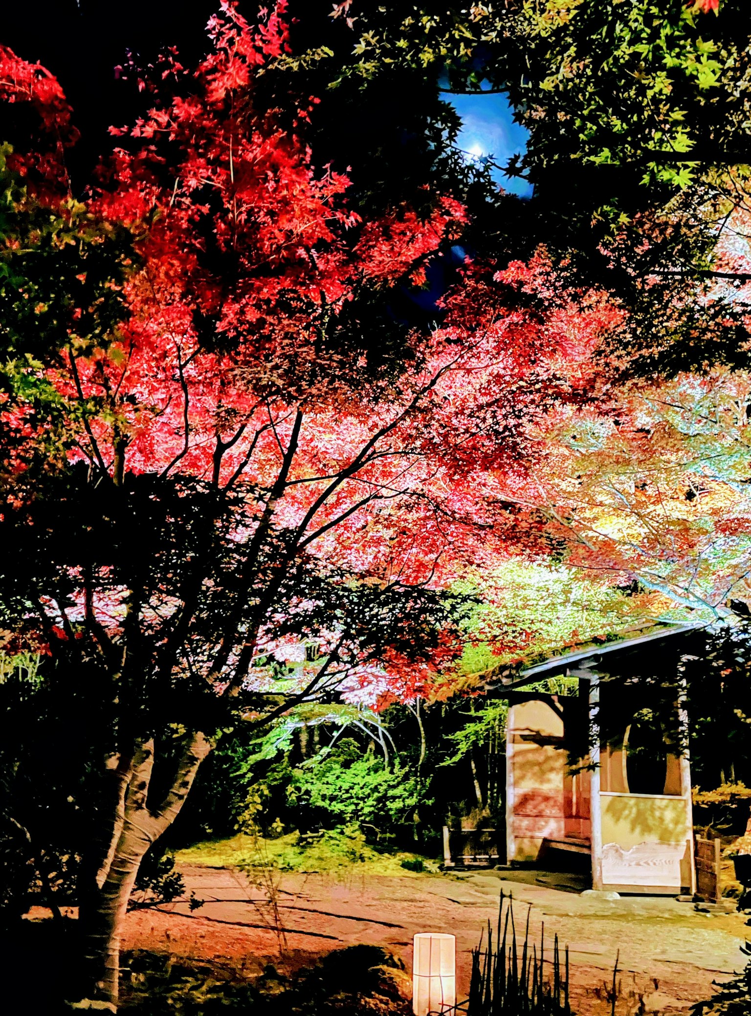Vibrant autumn leaves tree with a traditional house in the background