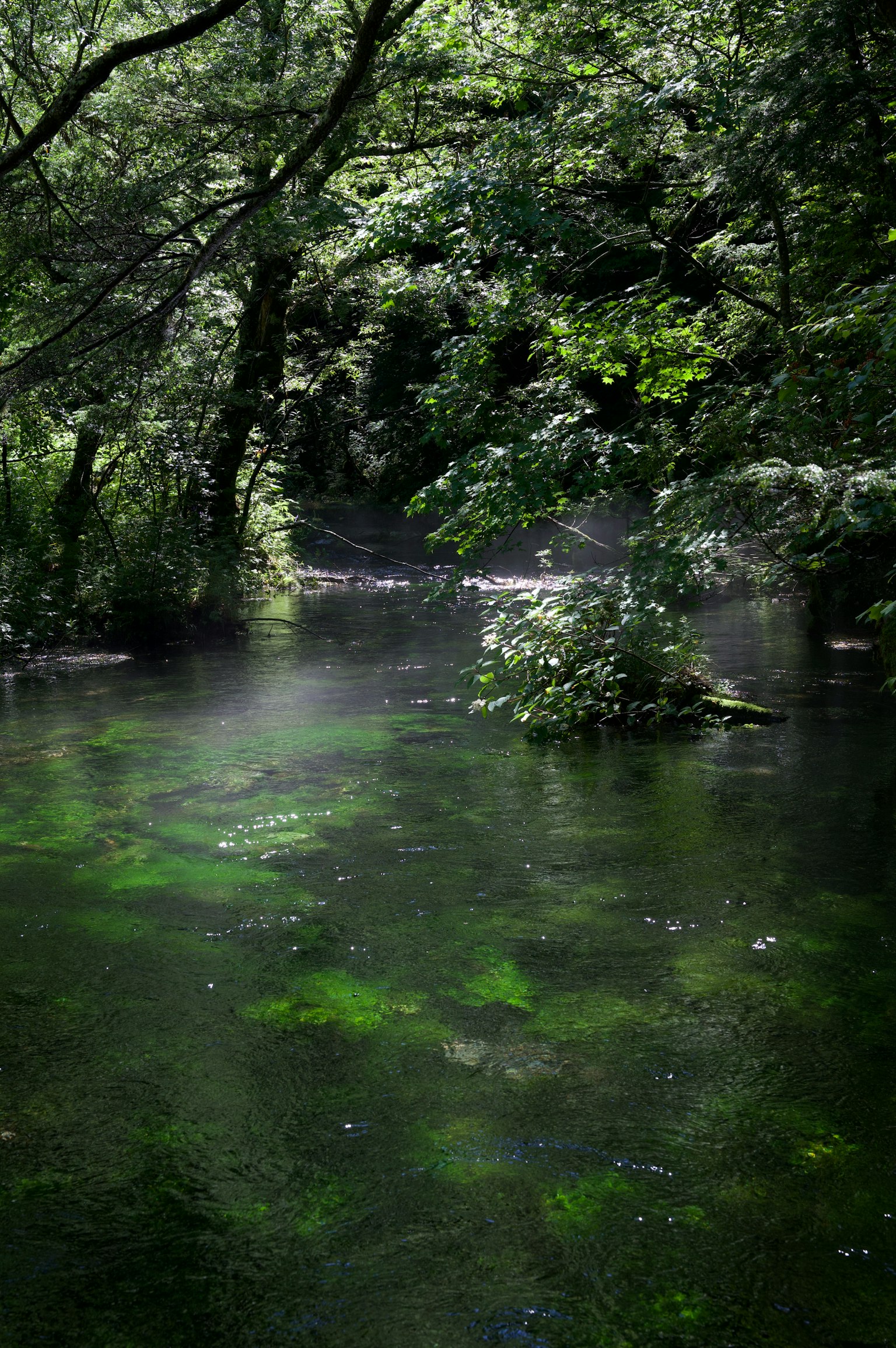 Serene landscape with green water surface and reflections of trees
