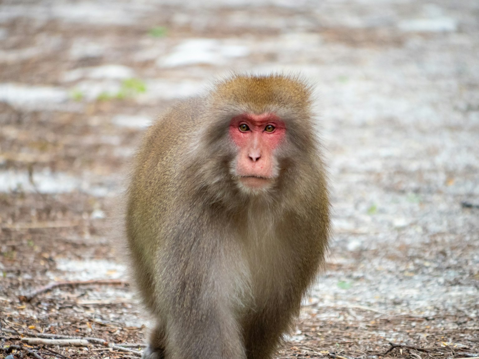 Macaque Nhật Bản đi bộ với khuôn mặt đỏ