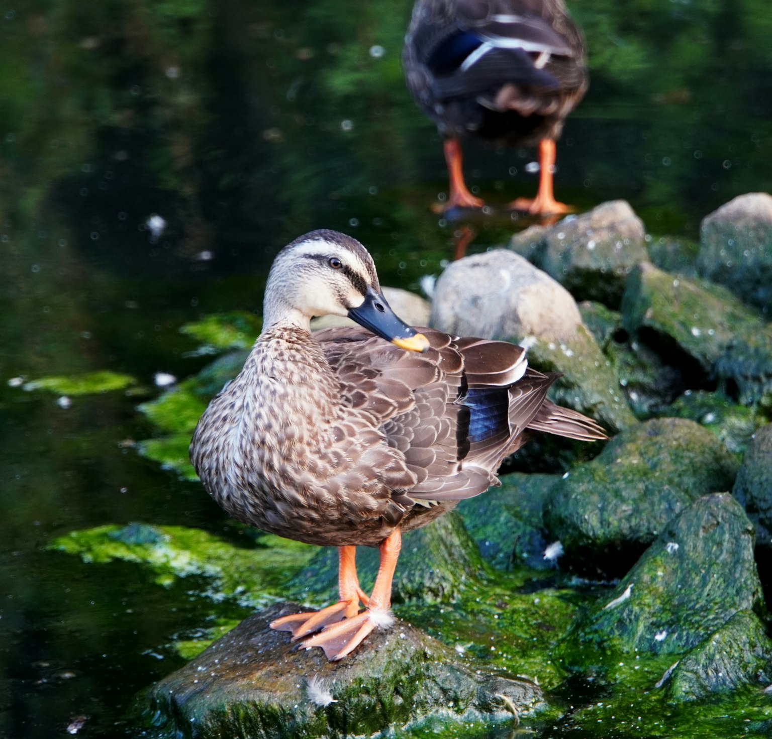 Eine Ente, die ihr Gefieder auf einem Stein am Wasser reinigt