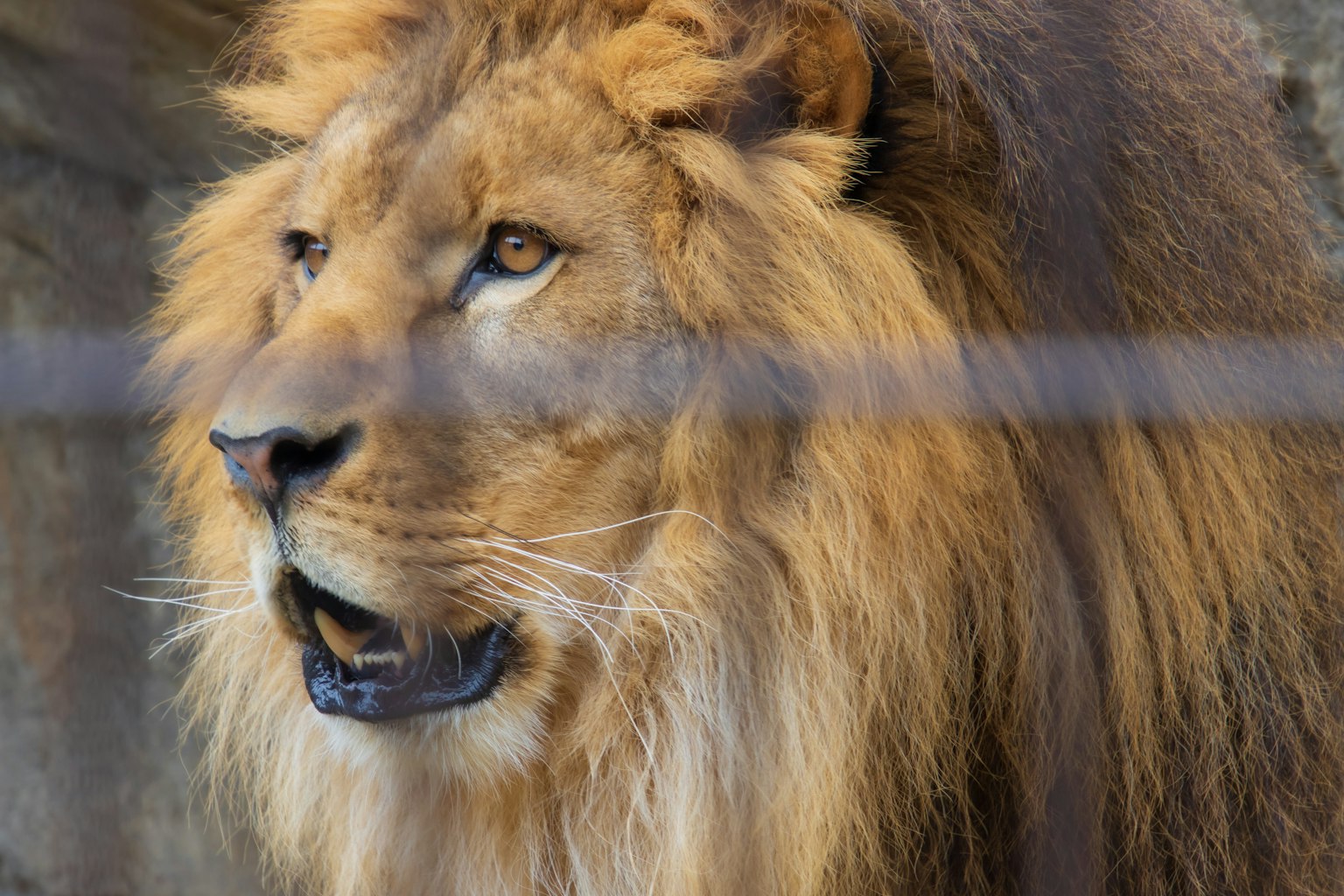 Close-up of a lion's face Golden mane Intense gaze