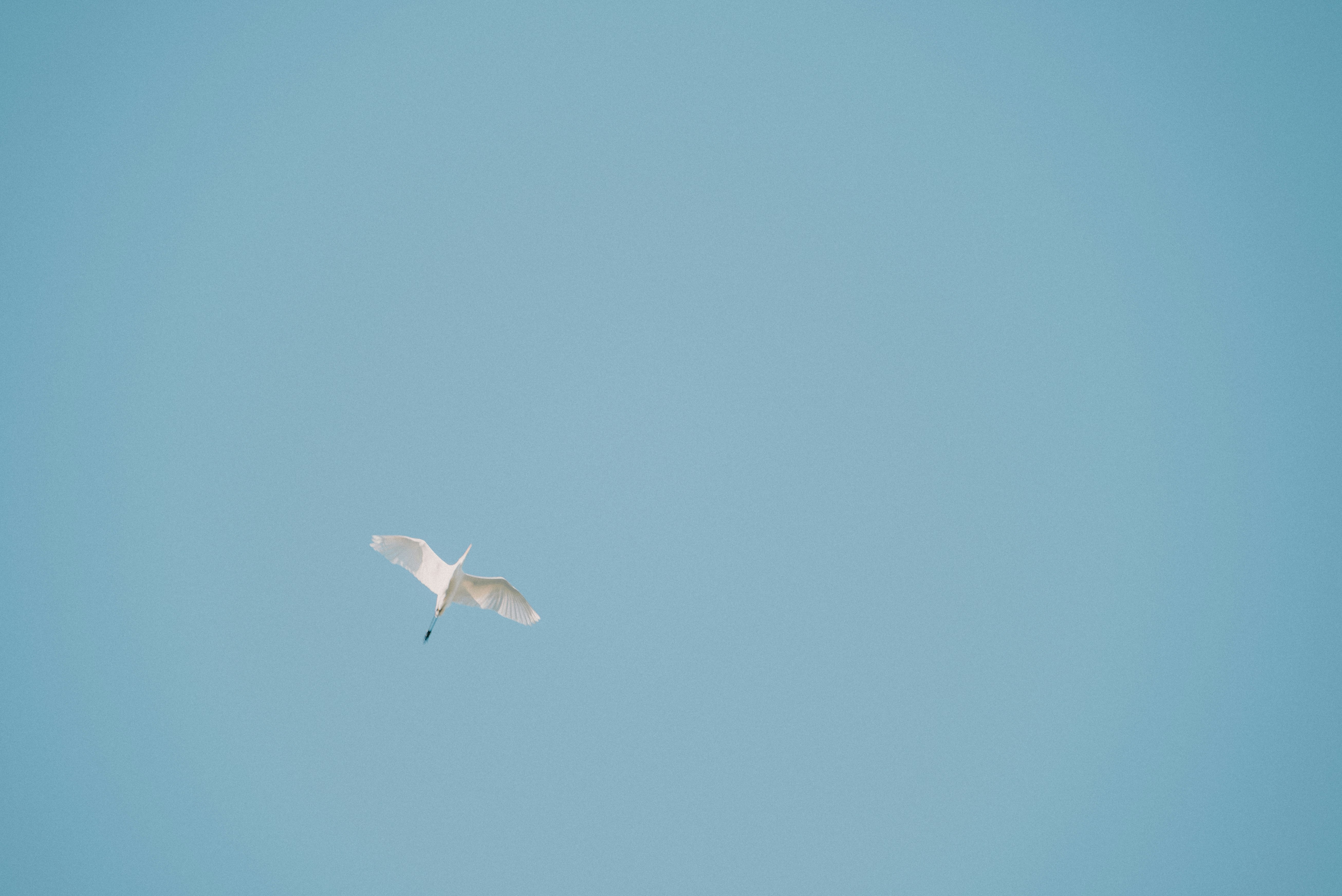 Vogel im Flug über klarem blauem Himmel