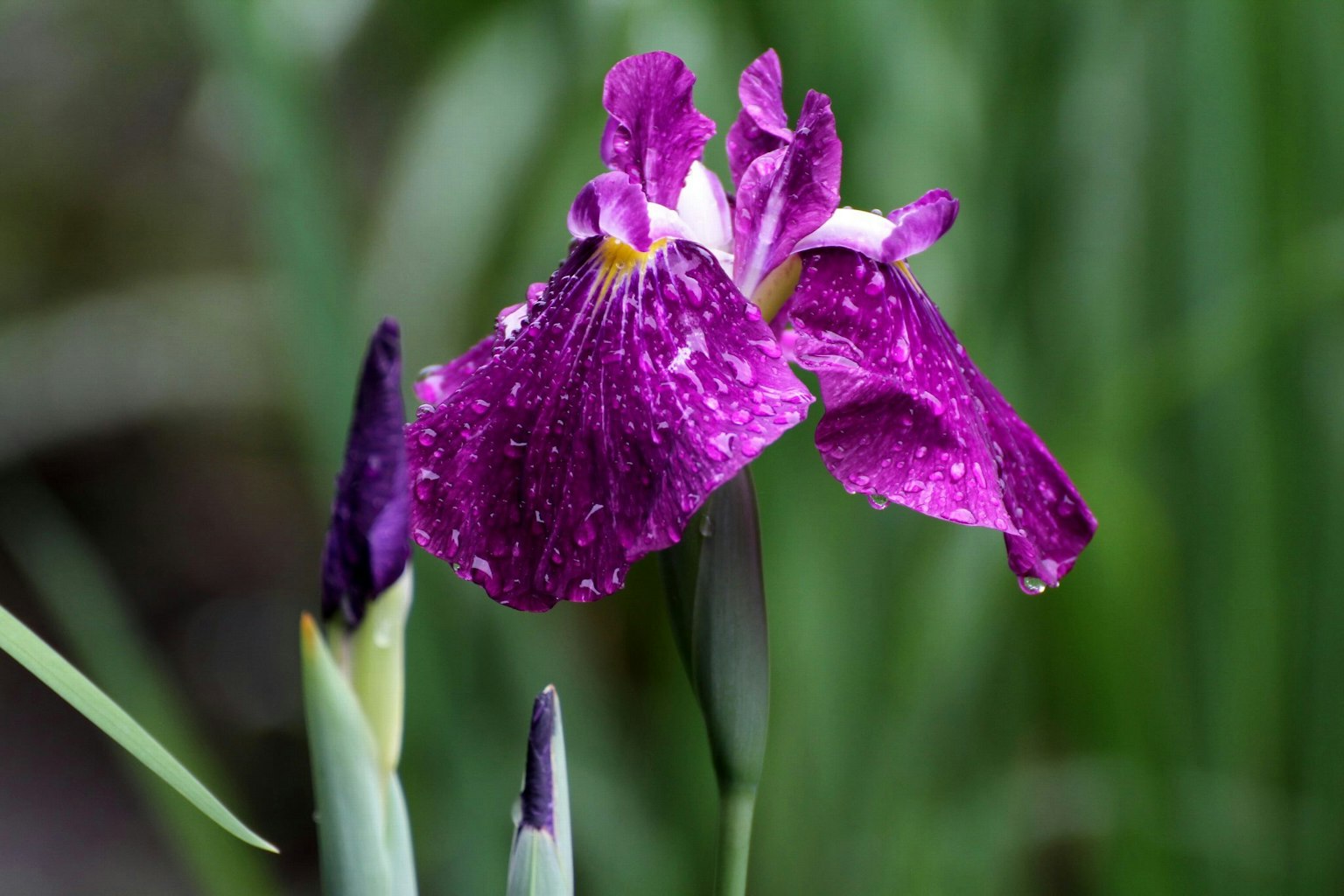 Lila Irisblüte zwischen grünen Blättern