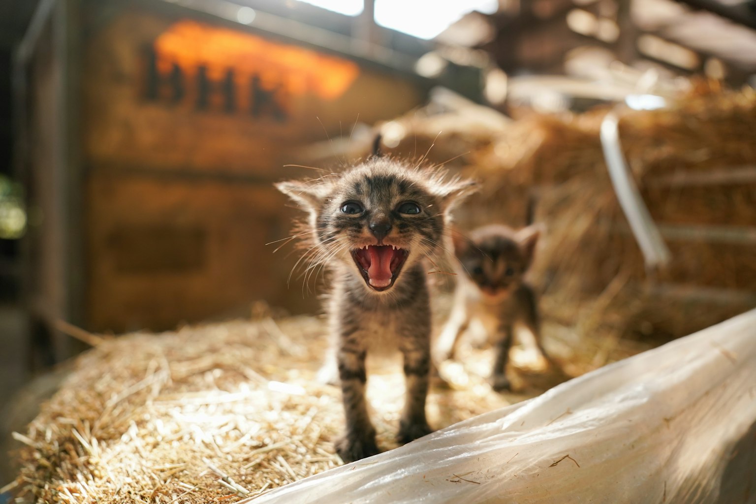 Hai chú mèo con đang chơi trong rơm với một chú mèo con đang kêu
