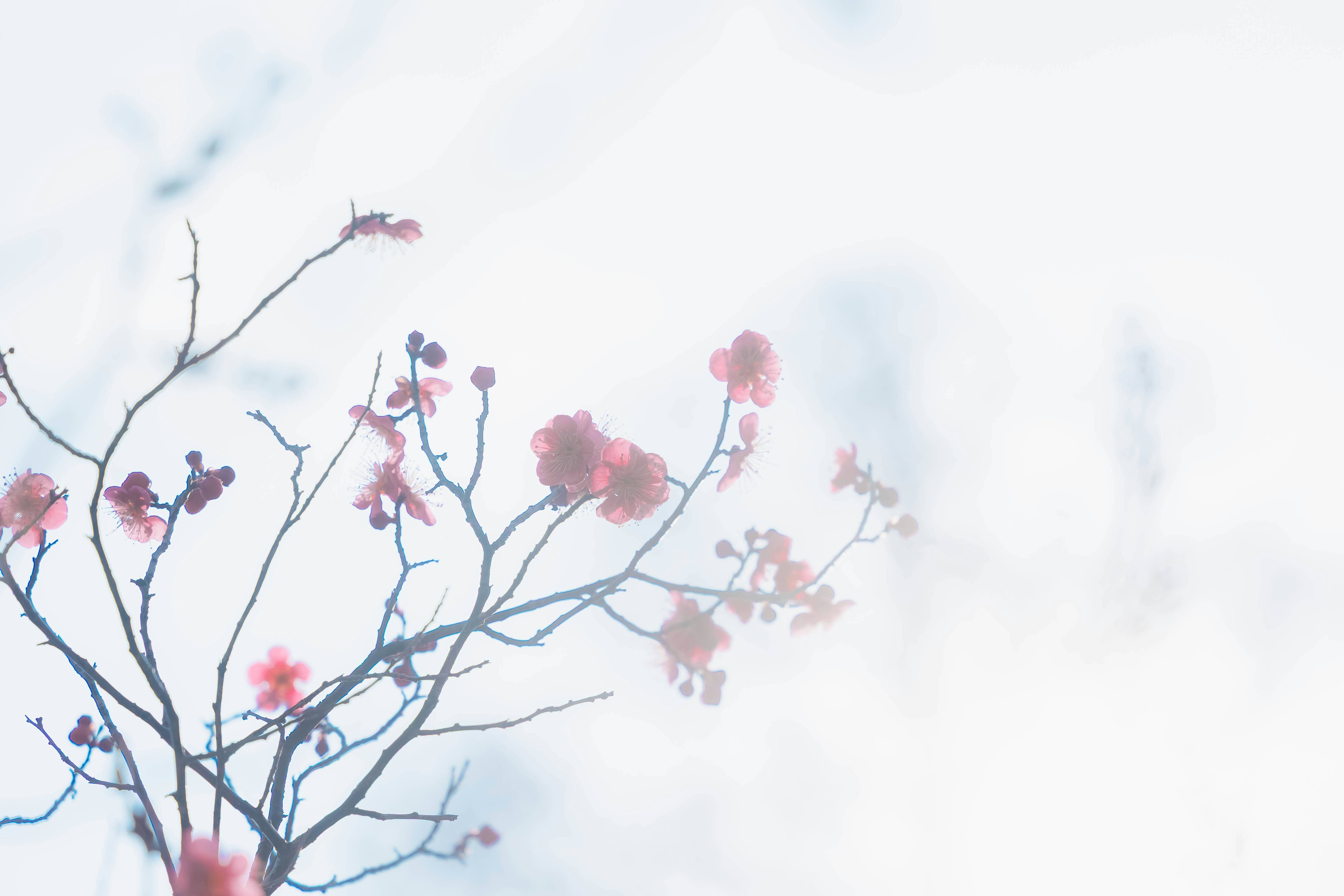 rami di pruno in fiore contro un cielo primaverile