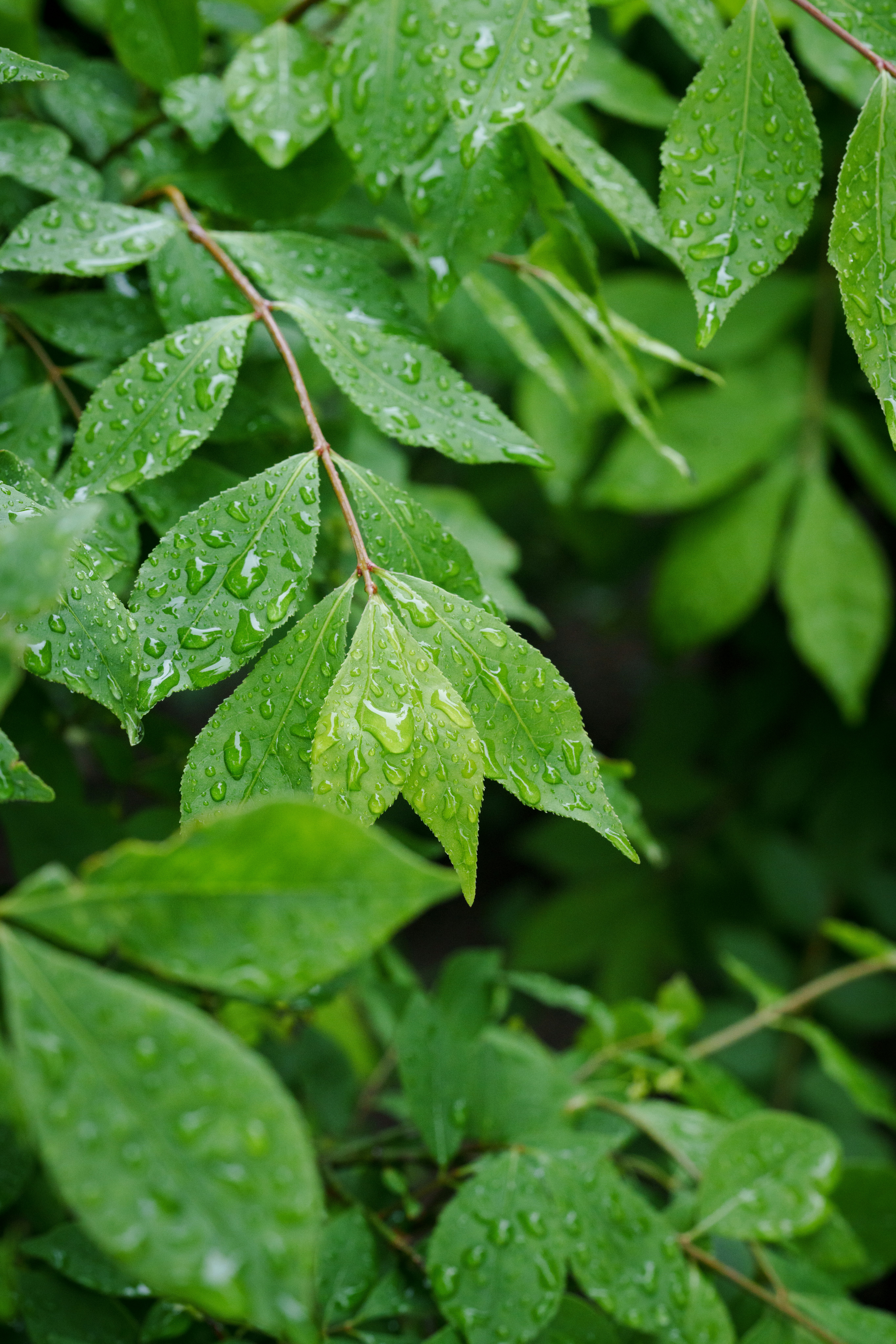 雨后绿叶上的水滴特写