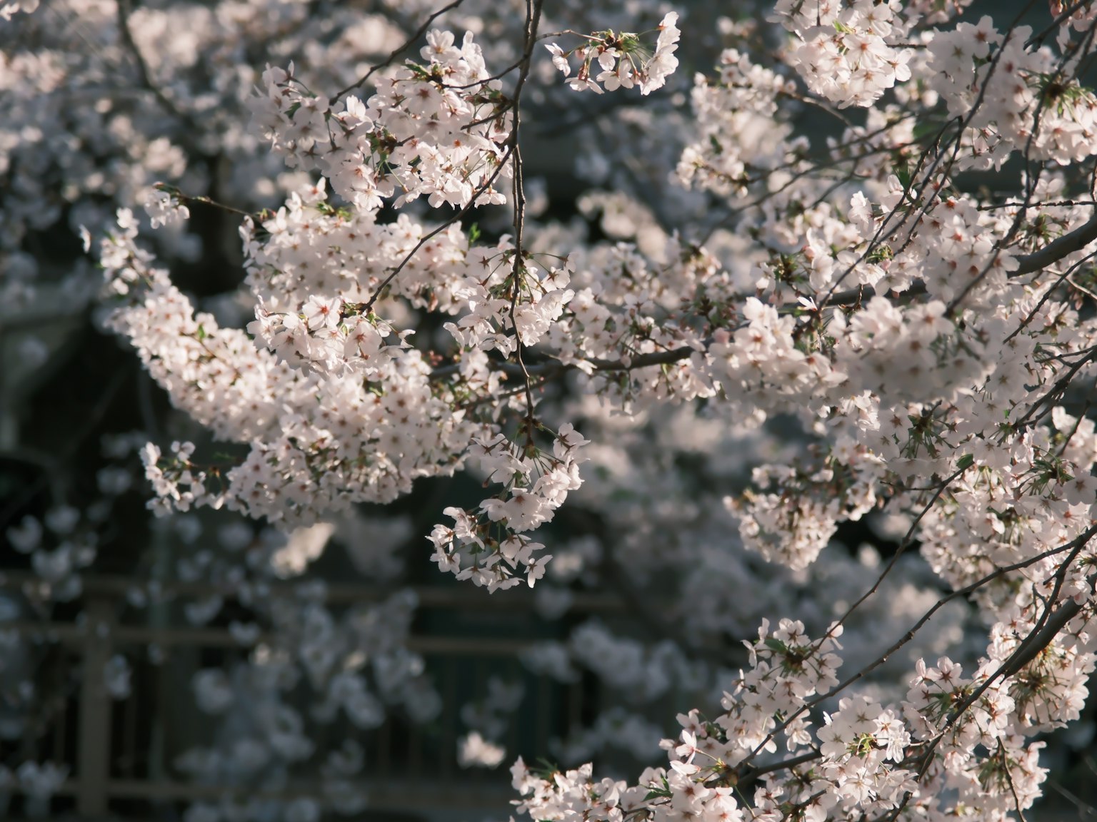Gros plan sur des branches de cerisier en fleurs
