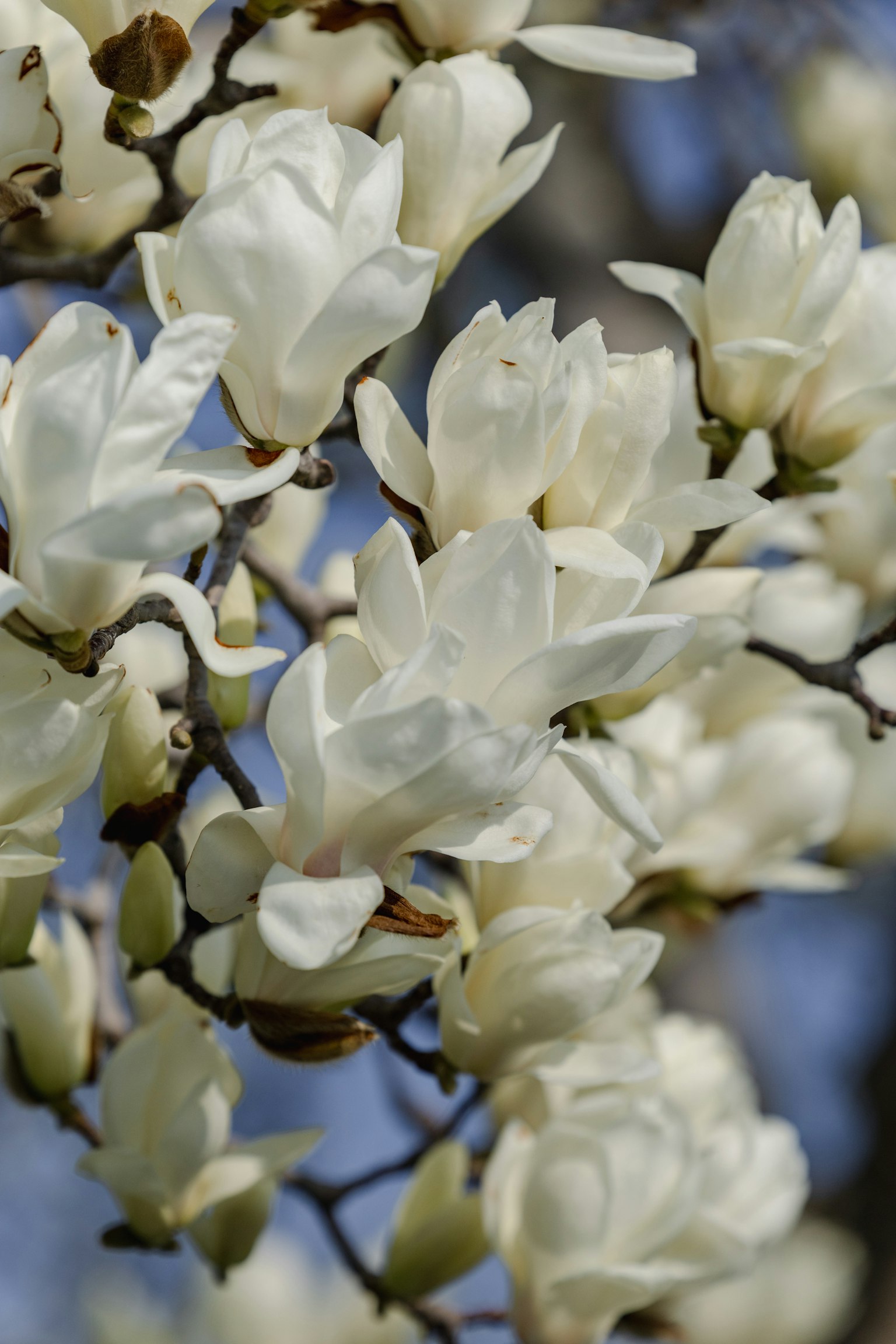 Primo piano di fiori di magnolia bianchi che sbocciano su un ramo