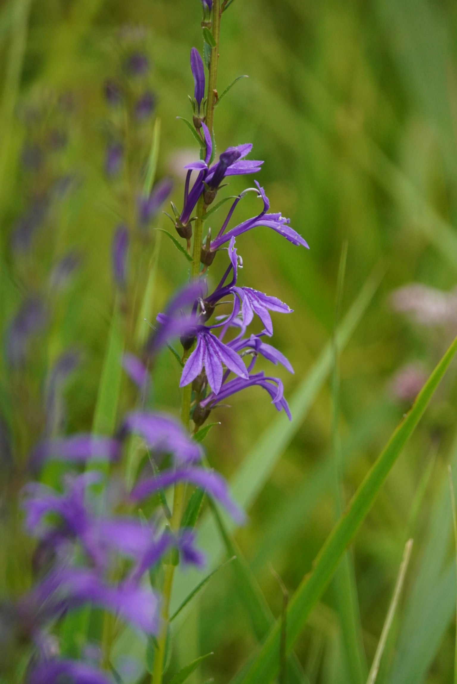 Fleurs violettes magnifiques fleurissant parmi l'herbe verte luxuriante